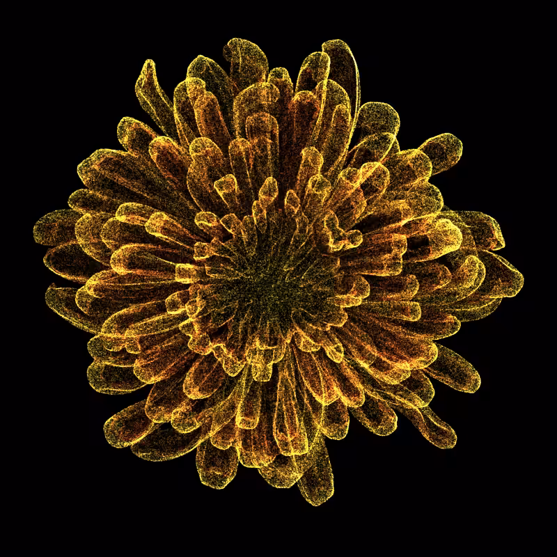Chrysanthemum Morifolium 30 #60