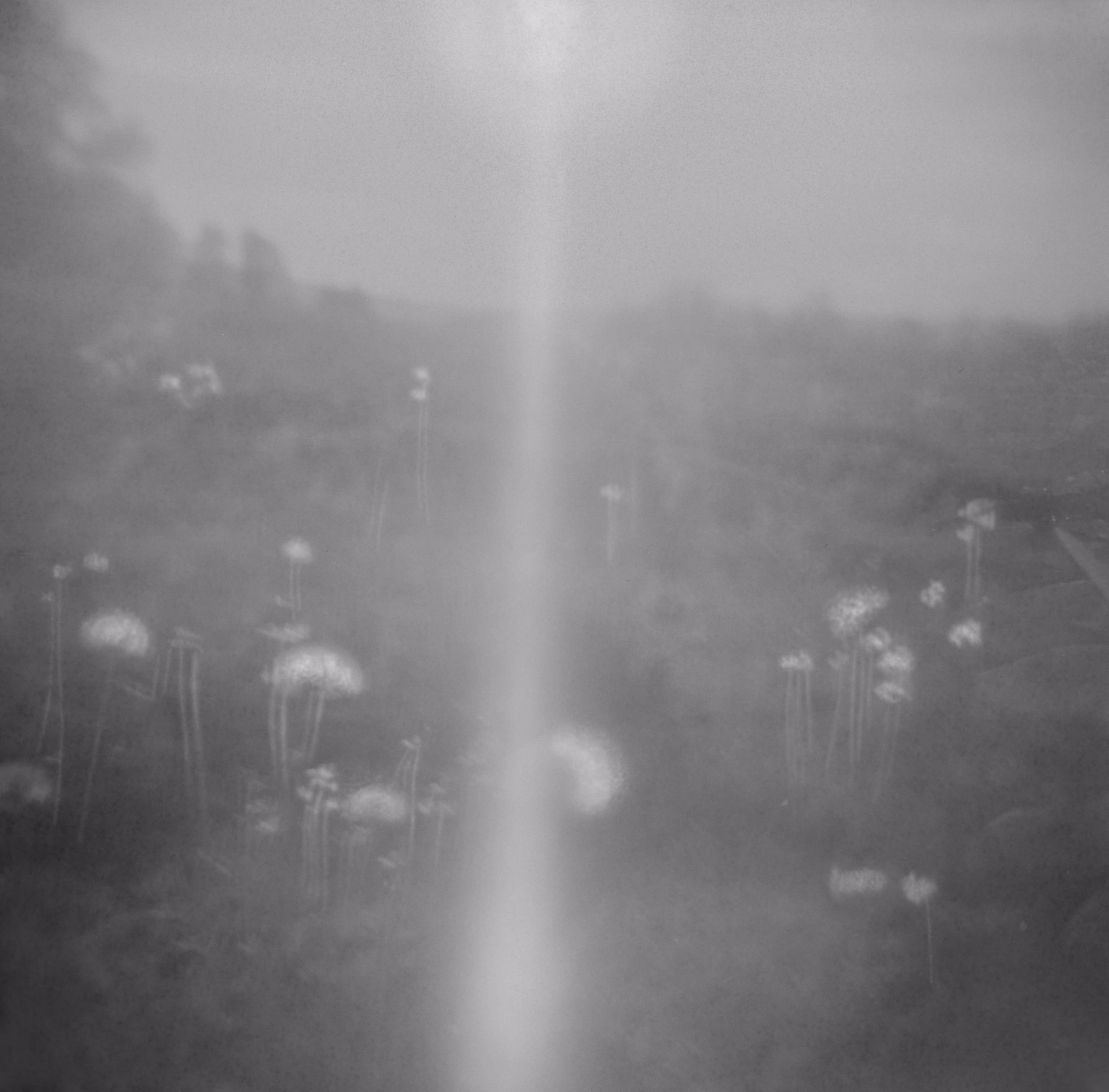 holga no. 13 (the diffuse light of a dandelion dream)