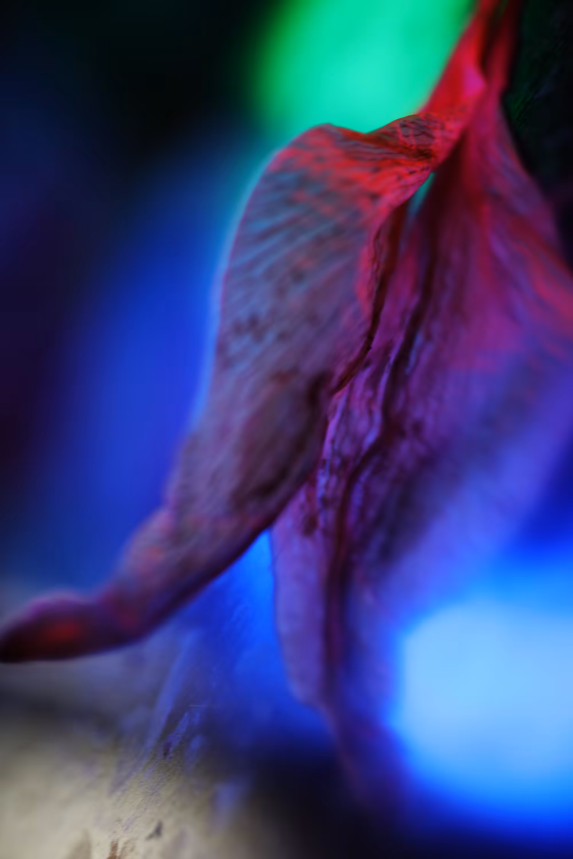 Lilium-vacum_04