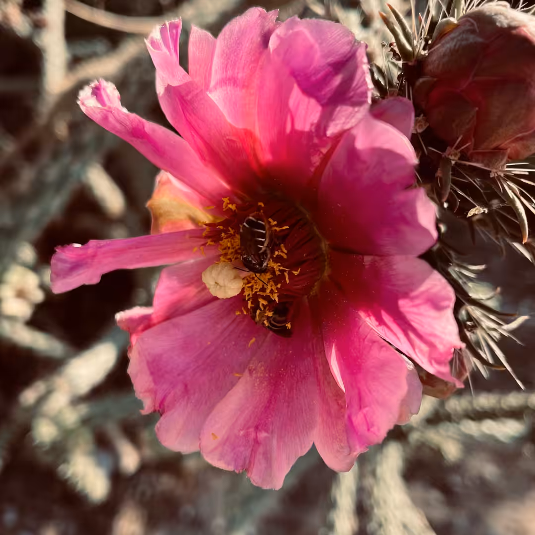 Flower #3
