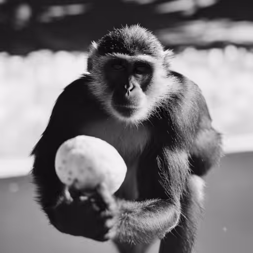 MONKEY SHARING NON-GMO POTATO 