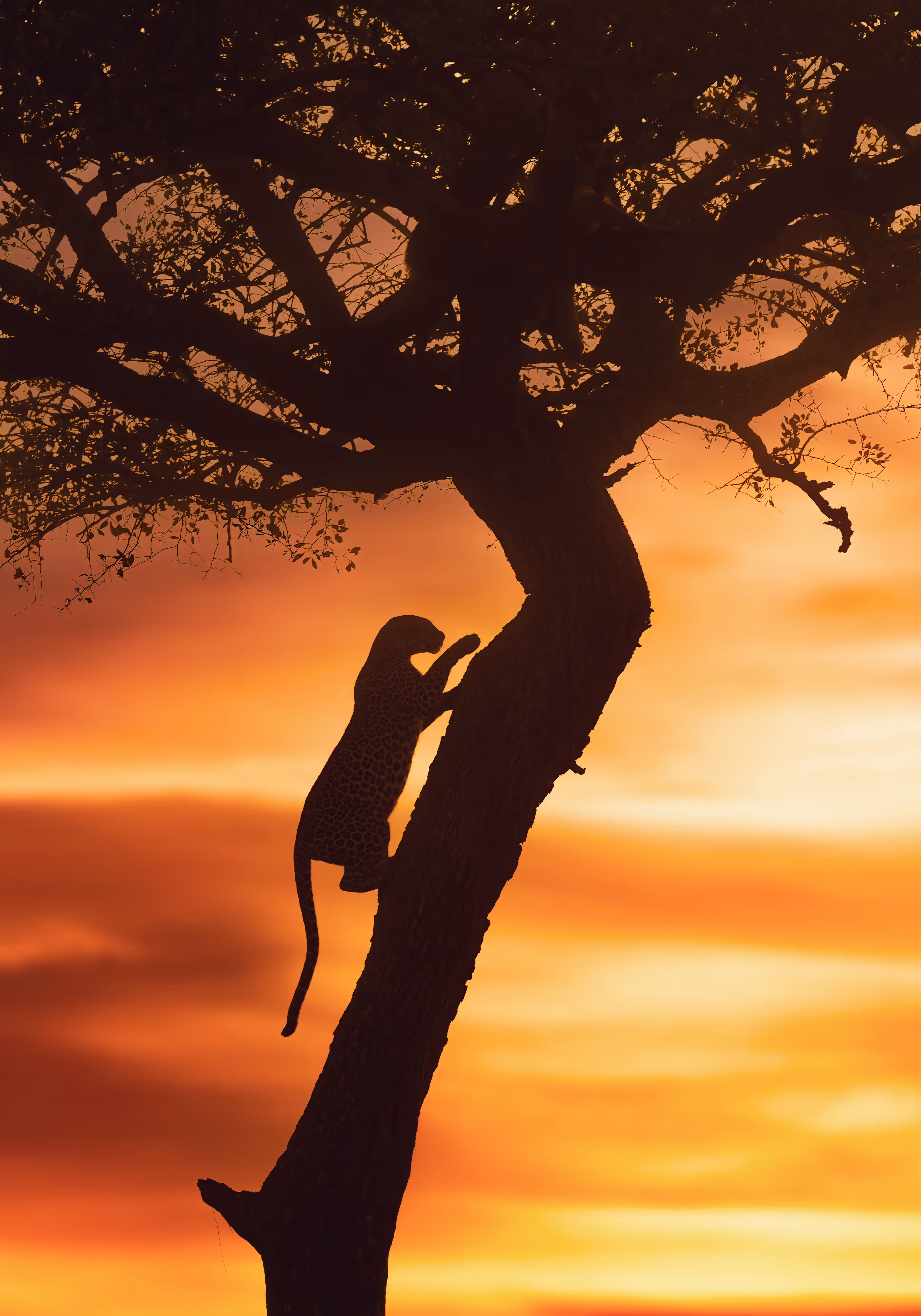 The Climber (African leopard)