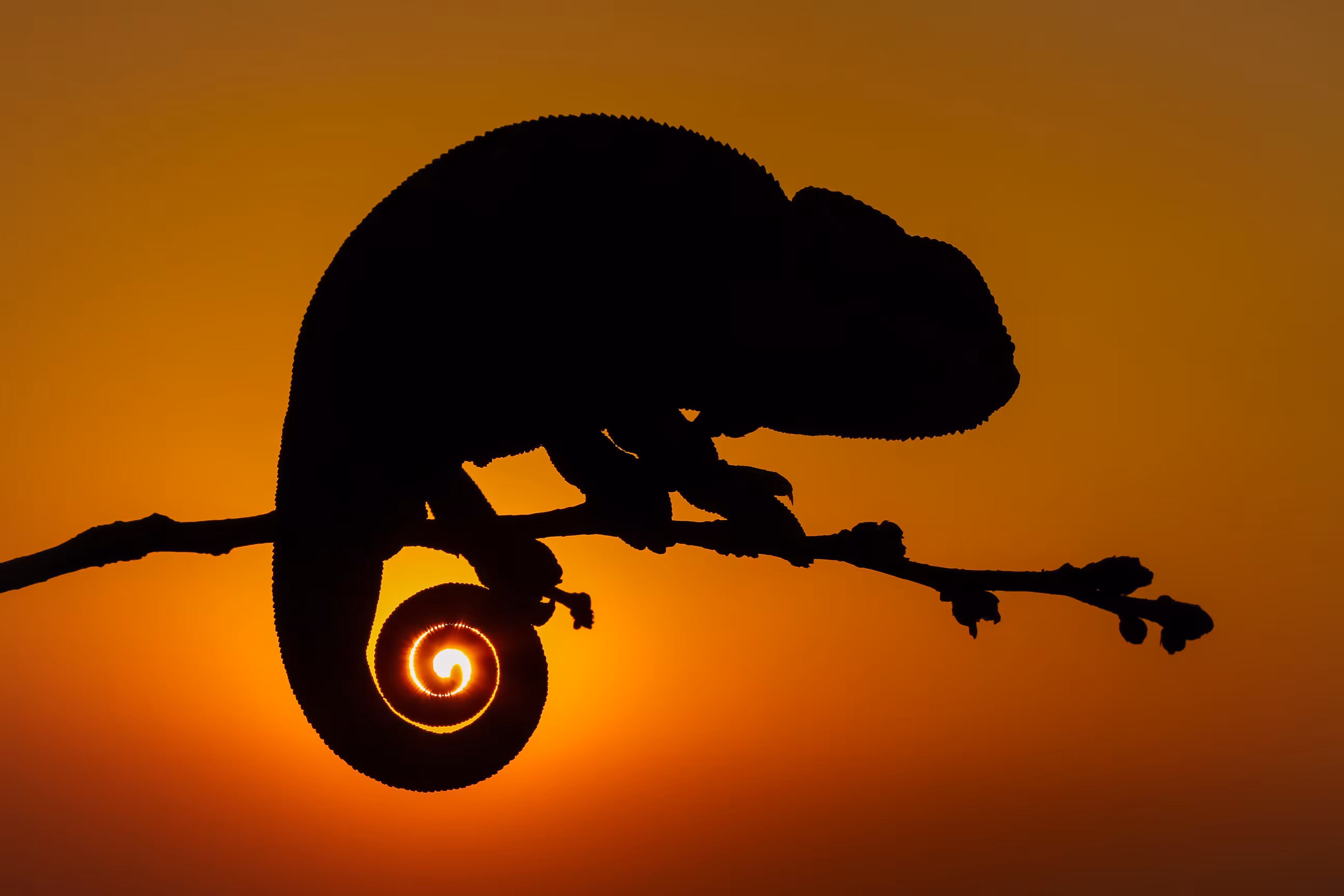 A chameleon appearing to grasp the sun with its tail