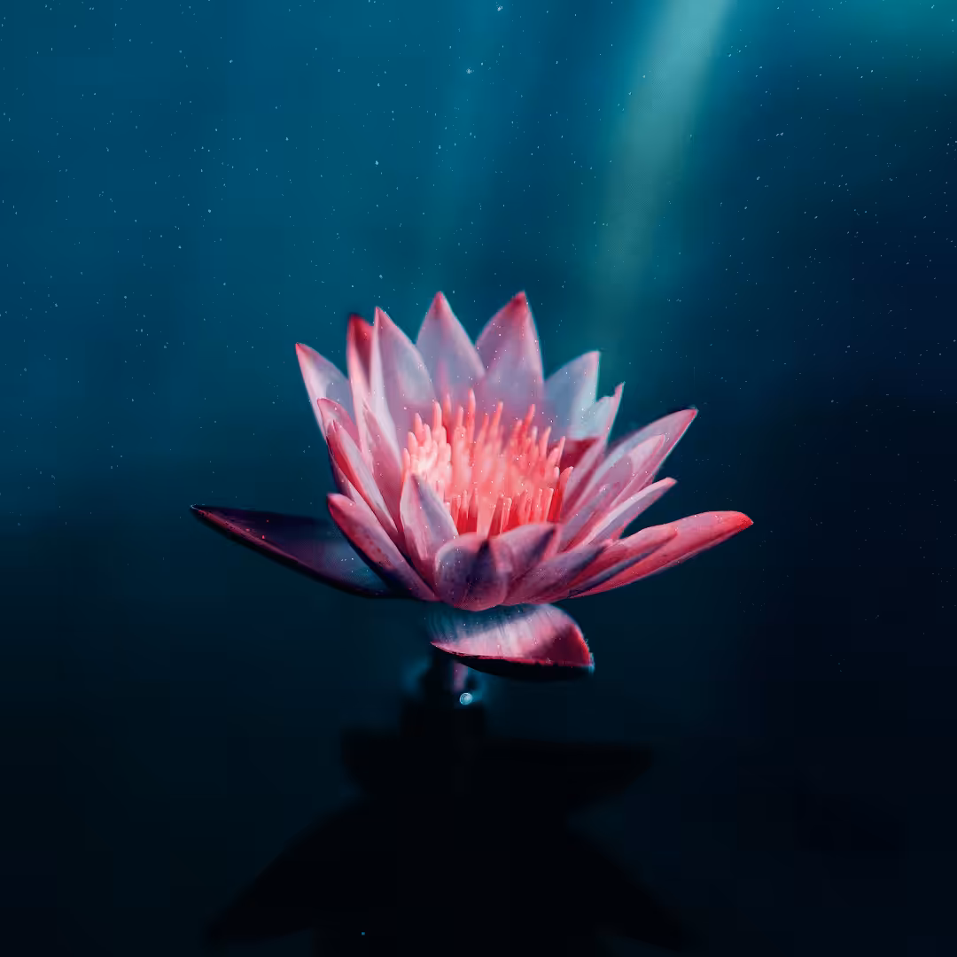Meta Flower #1 (20 Editions)