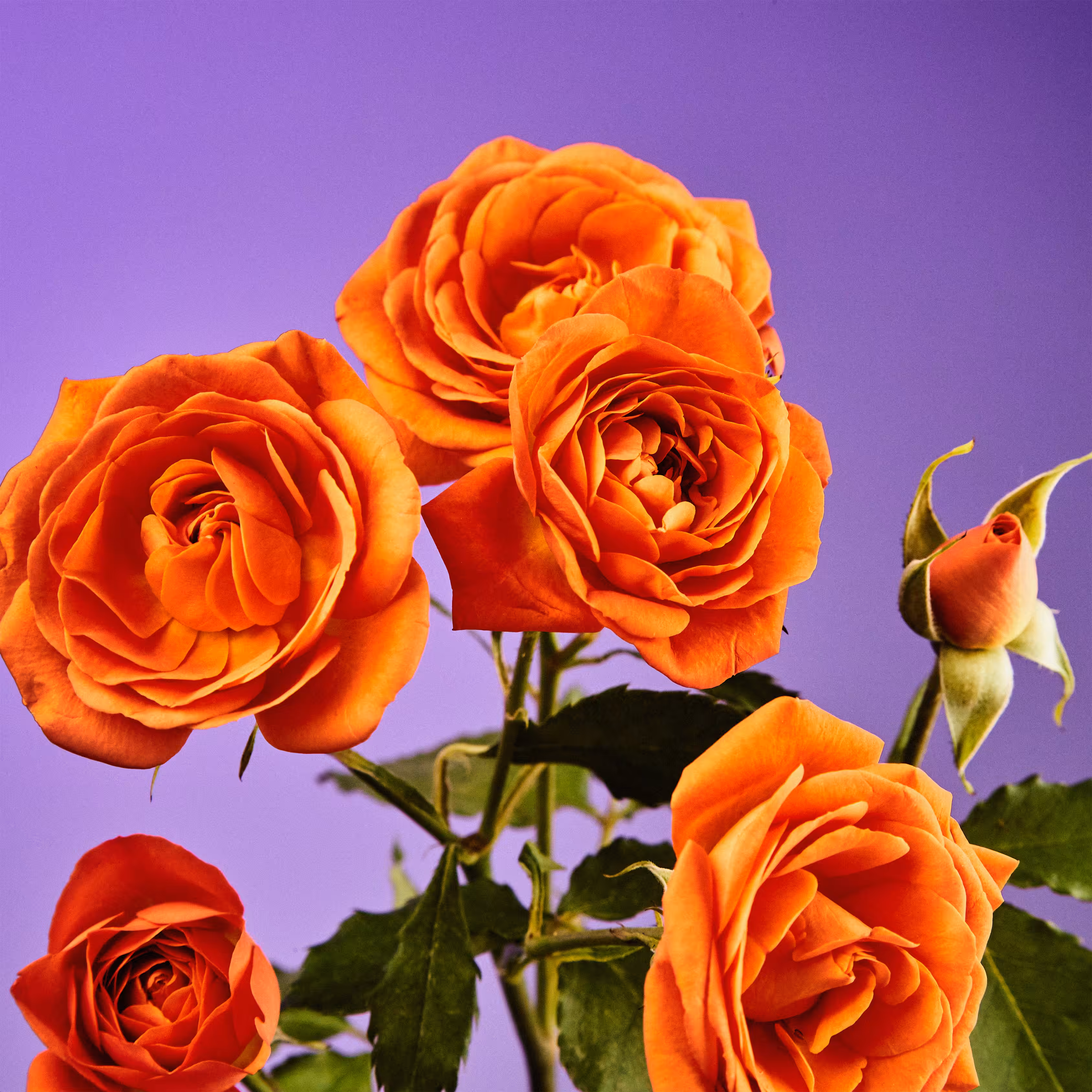 Flower #24