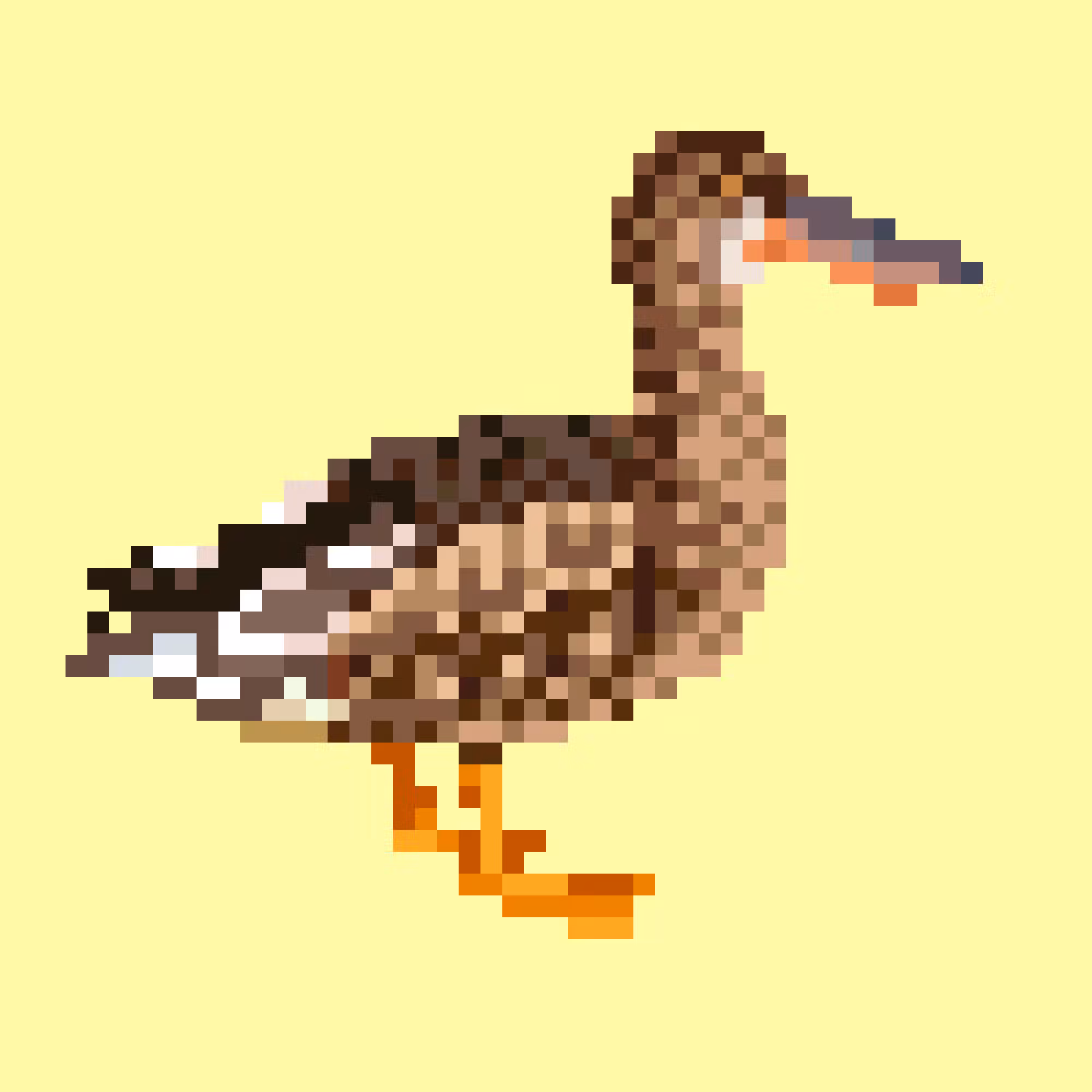 Northern Shoveler (F)