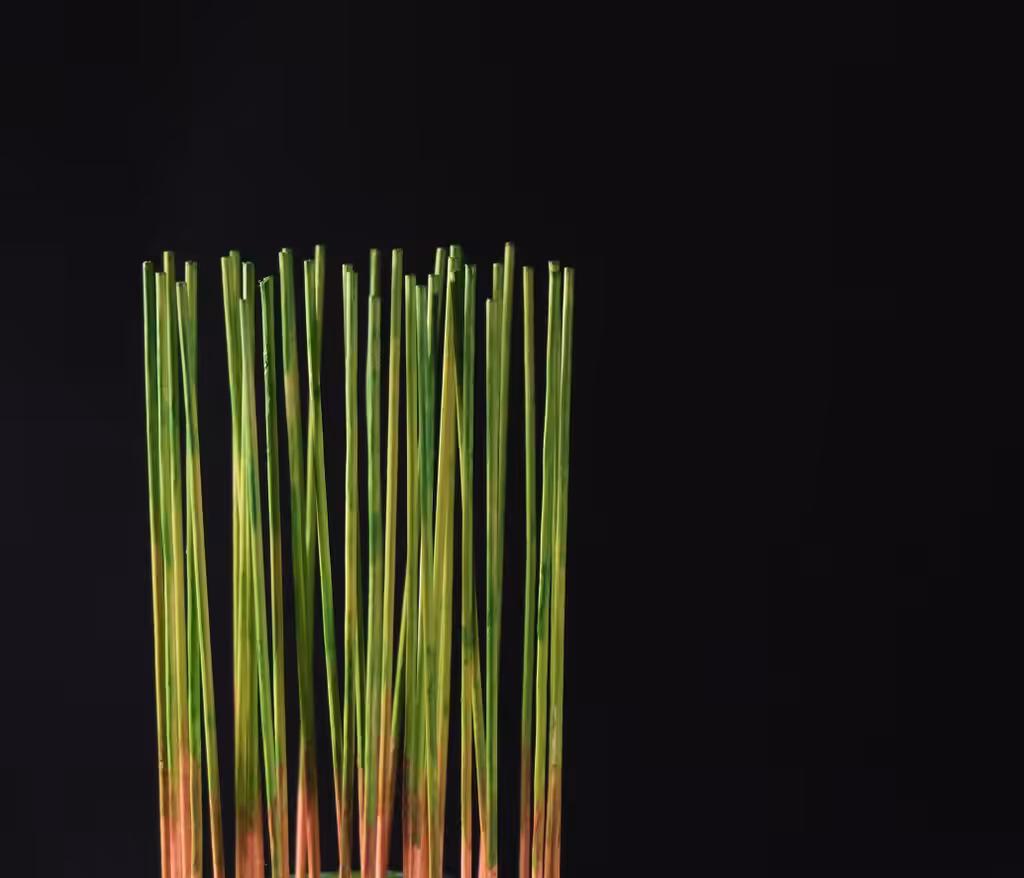 Aurora Borealis in Wood