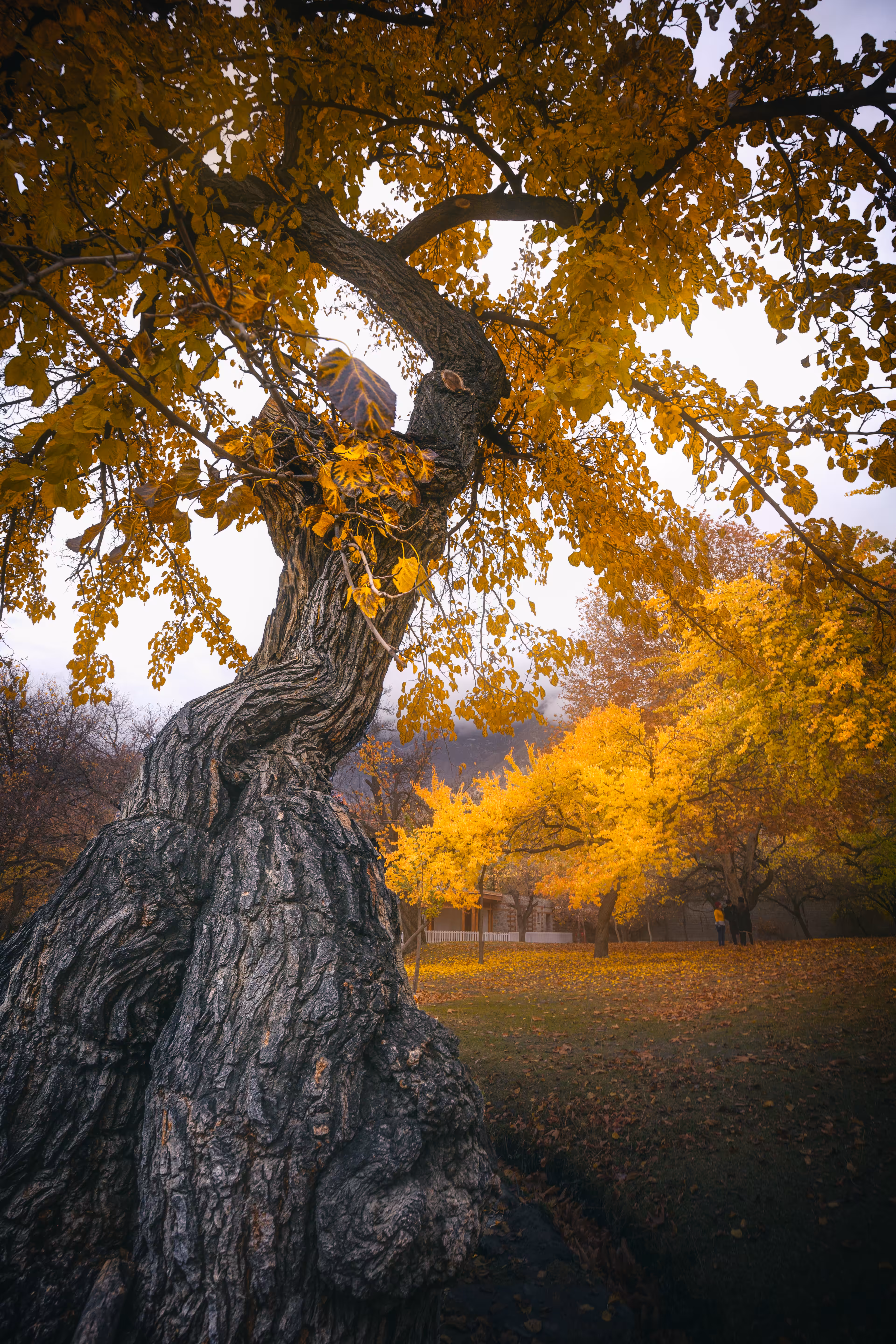 Autumn Fort