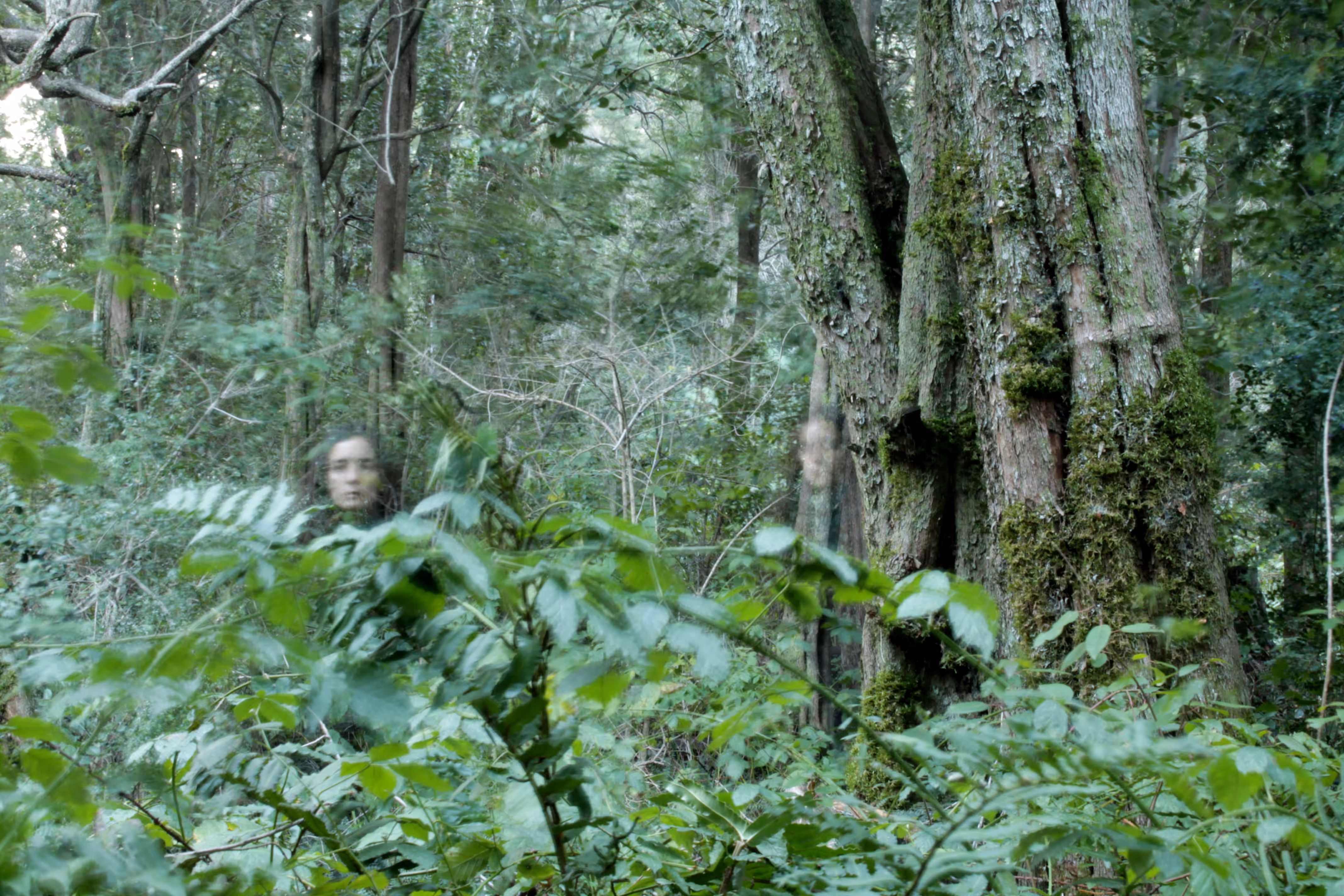 Hidden in the forest 
