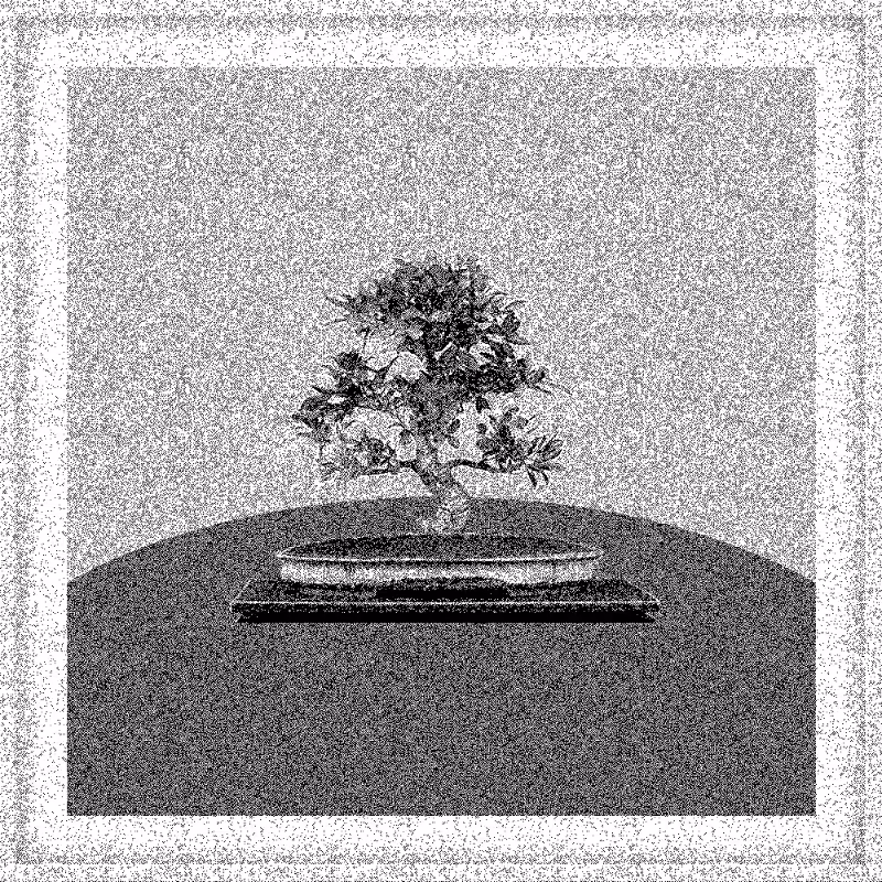 Bonsai Bonanza #360