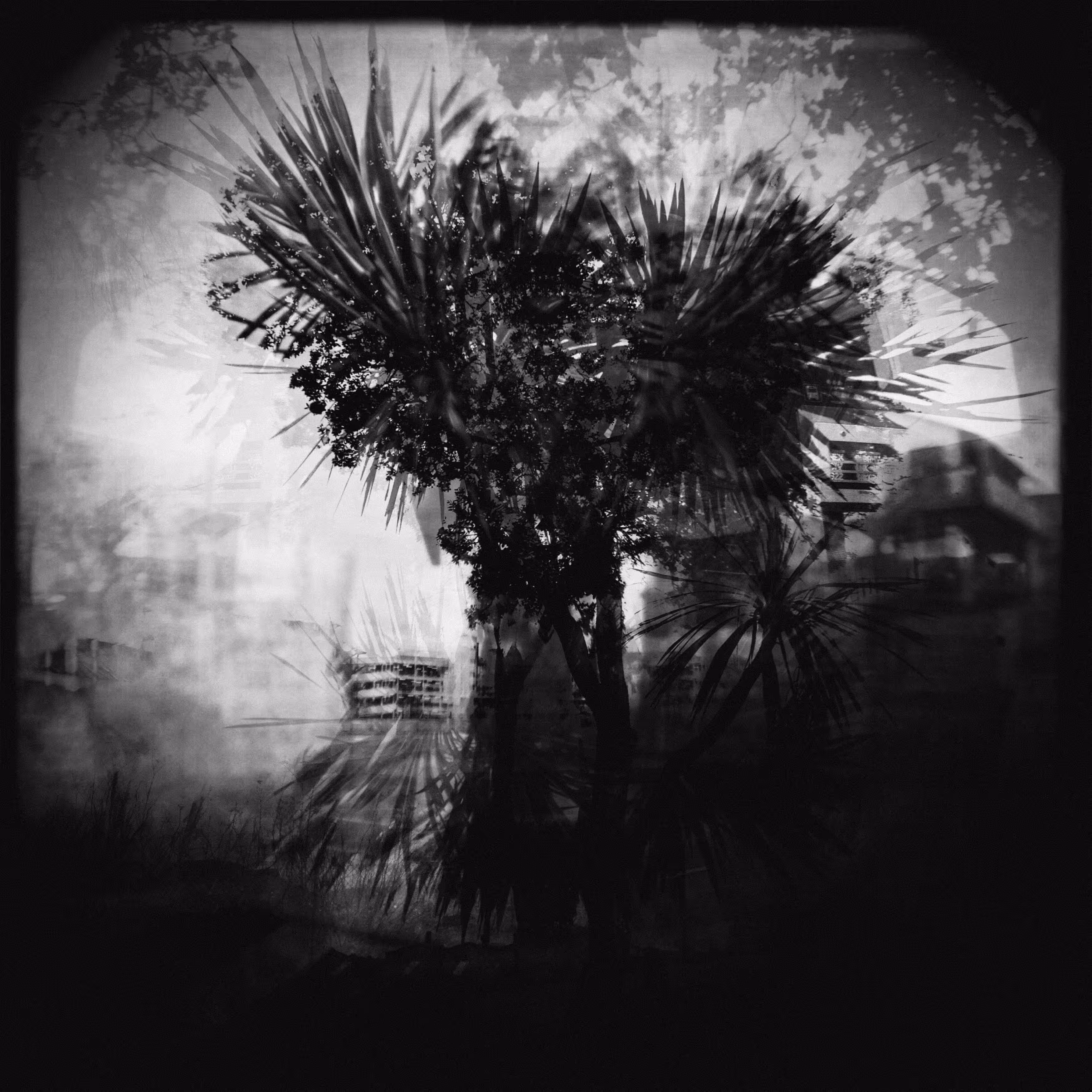 Native Verdure, Aotearoa