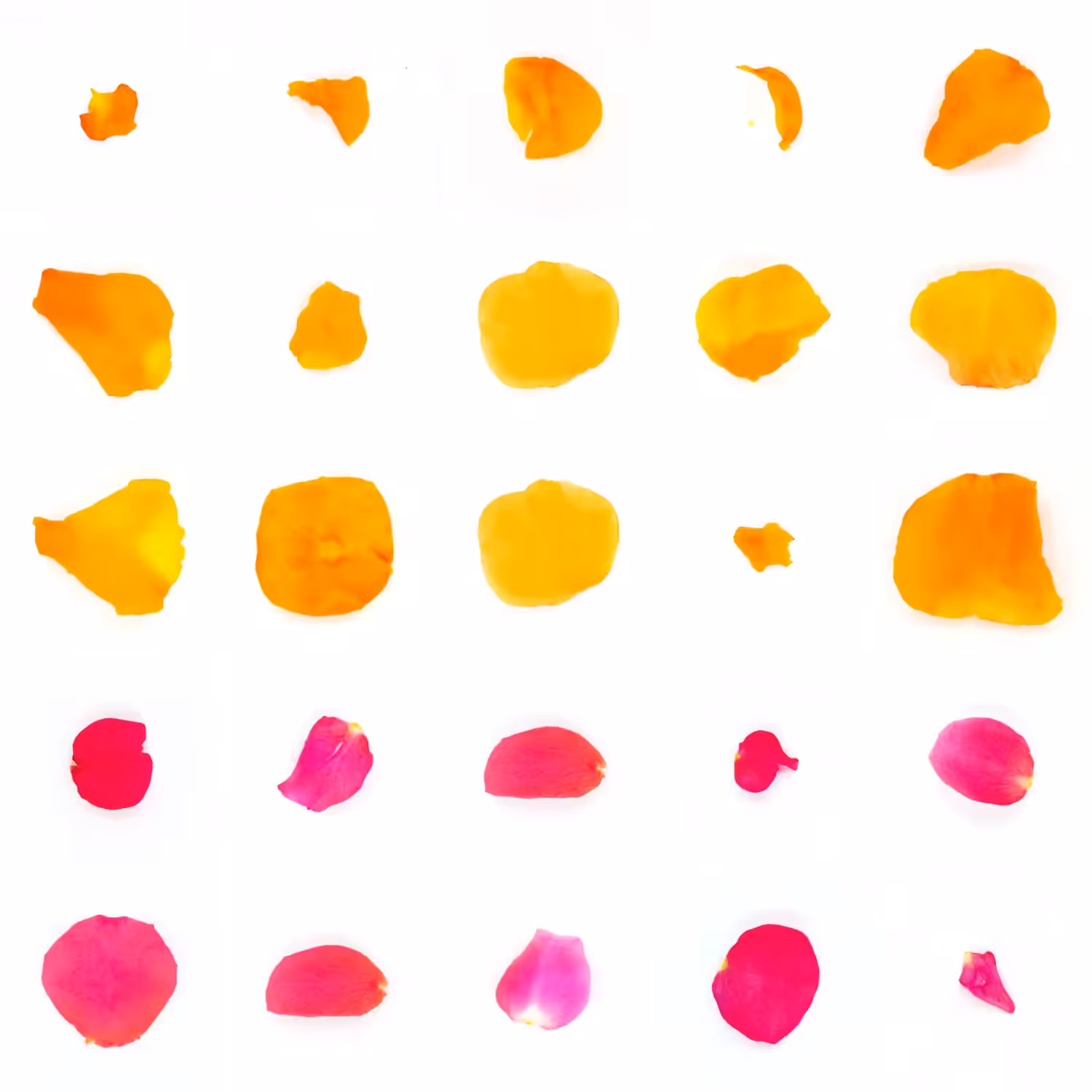 Infinite Petals 5x5#21006