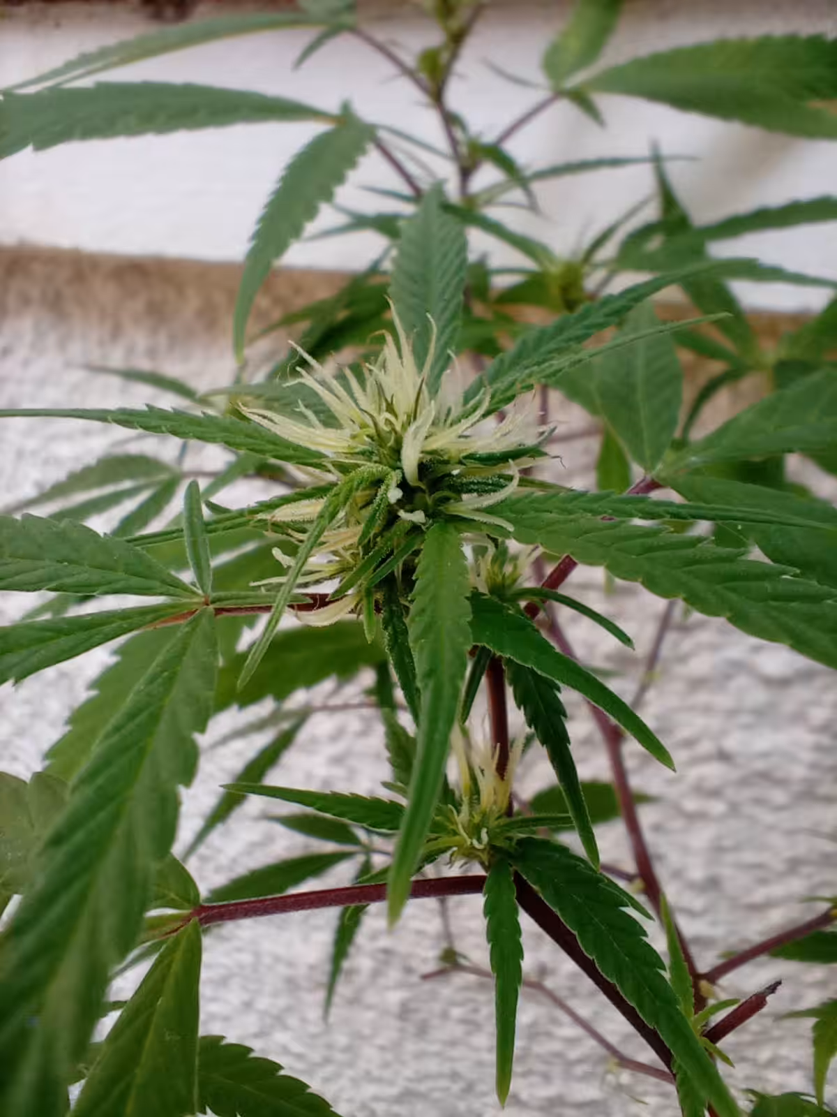 Cannabis Flower (OP)