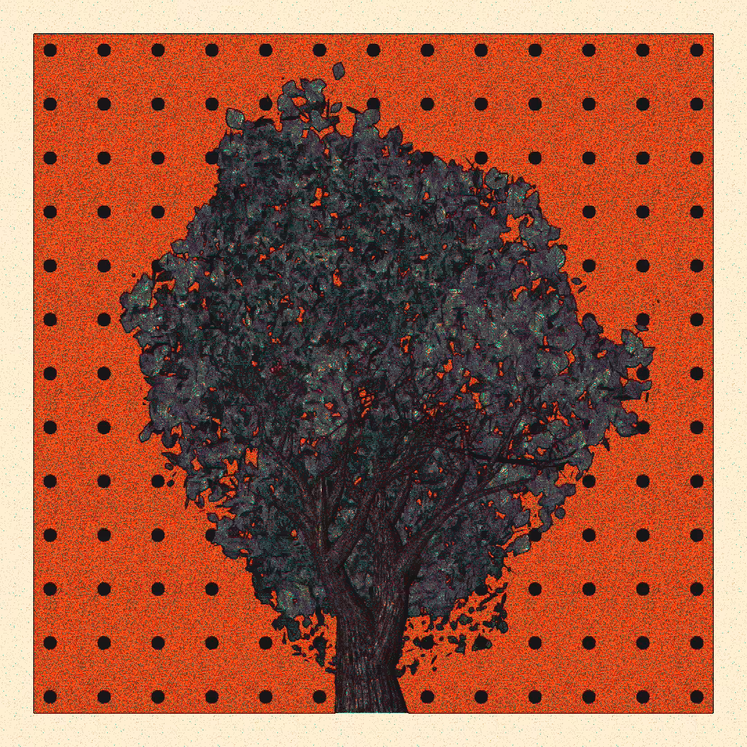 _argania[primaria] #100