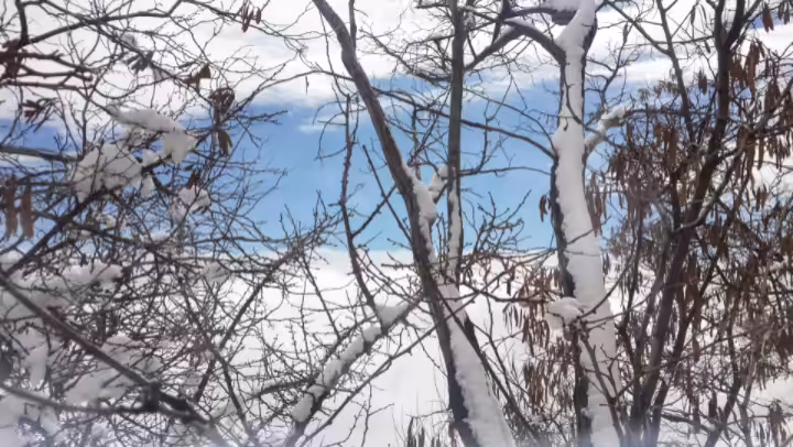 Snow Day