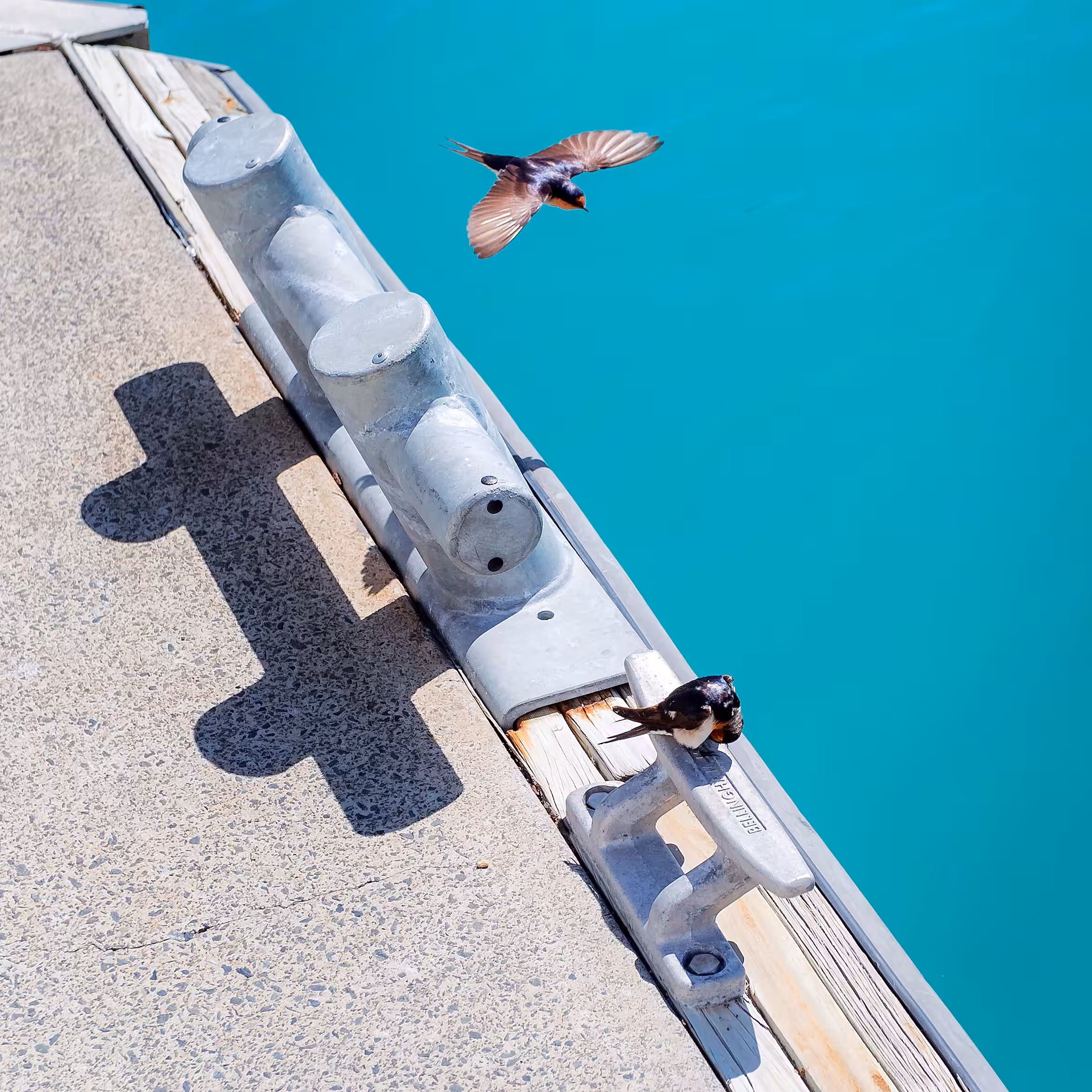 Favourites: Hamilton Island Birds
