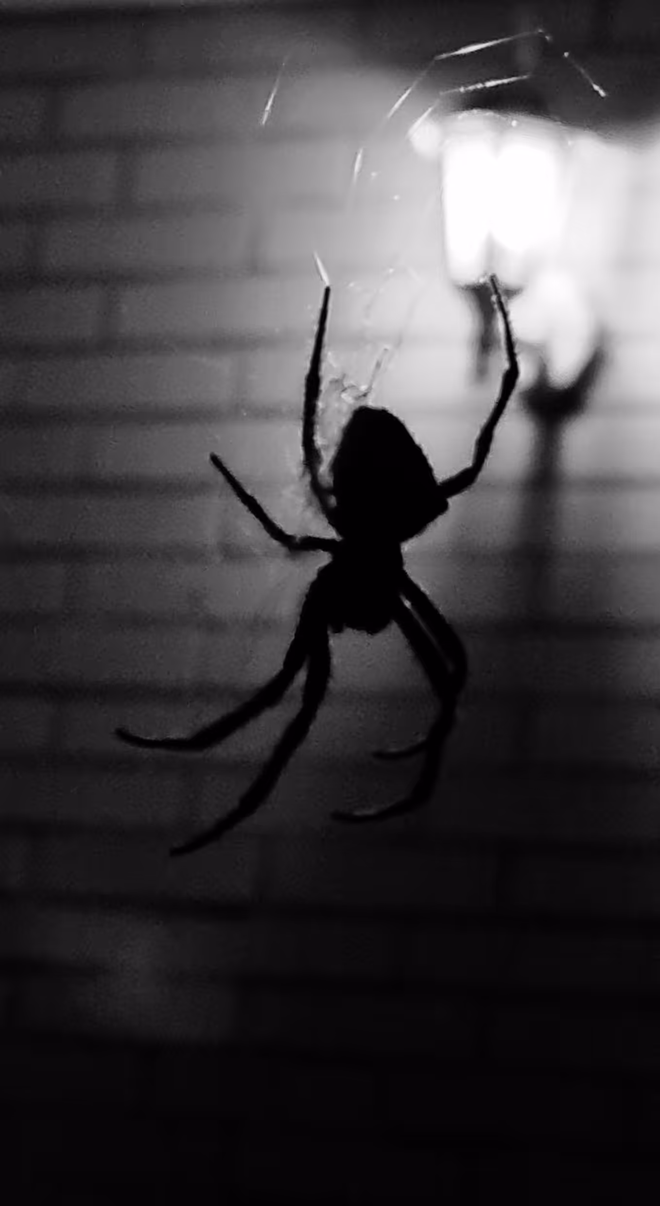 Orb weaver