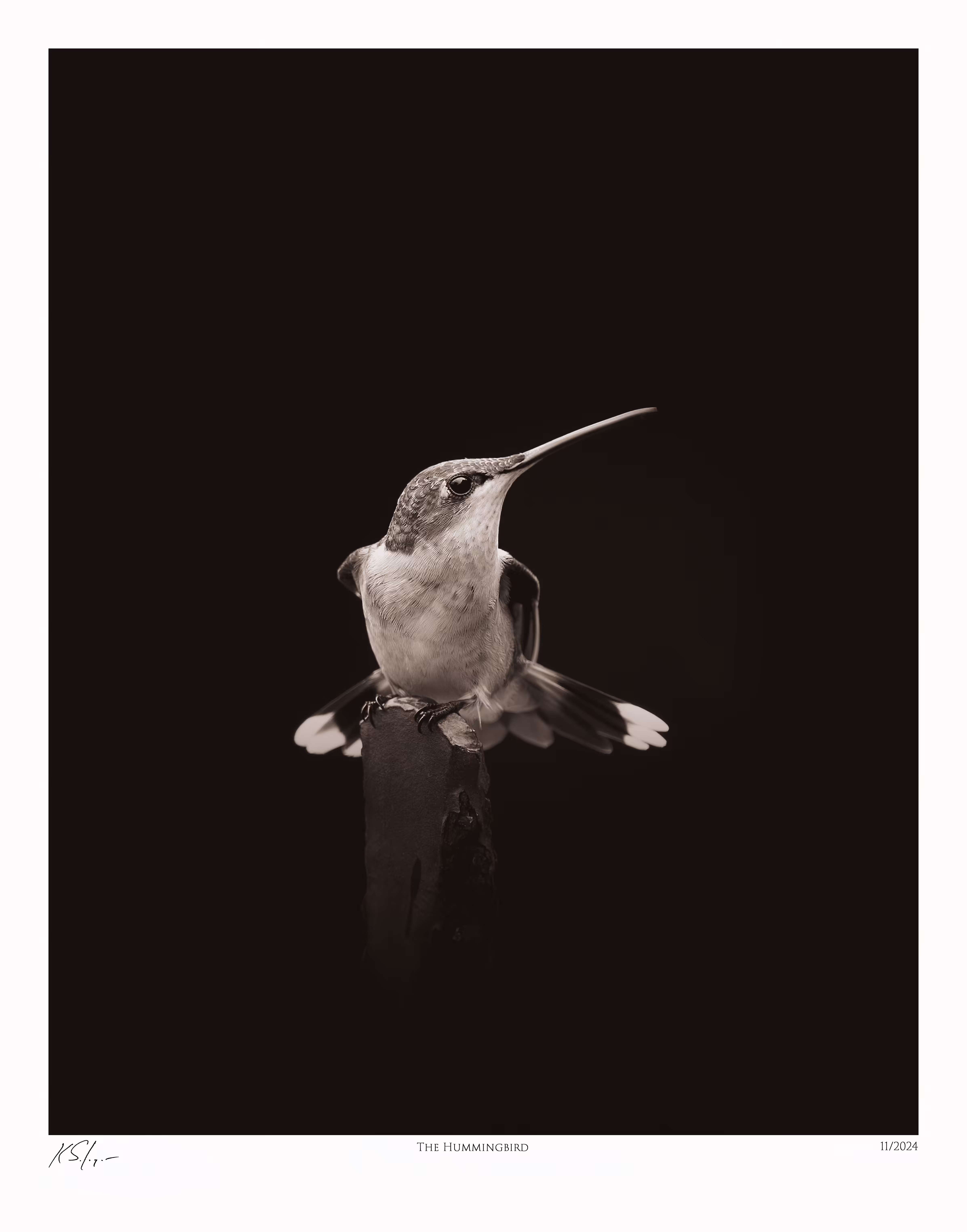 The Hummingbird