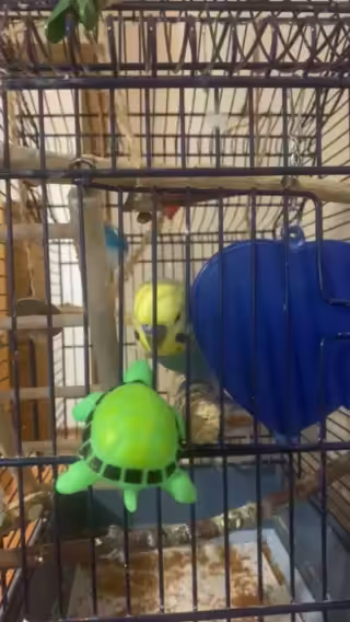 Parrot and turtle