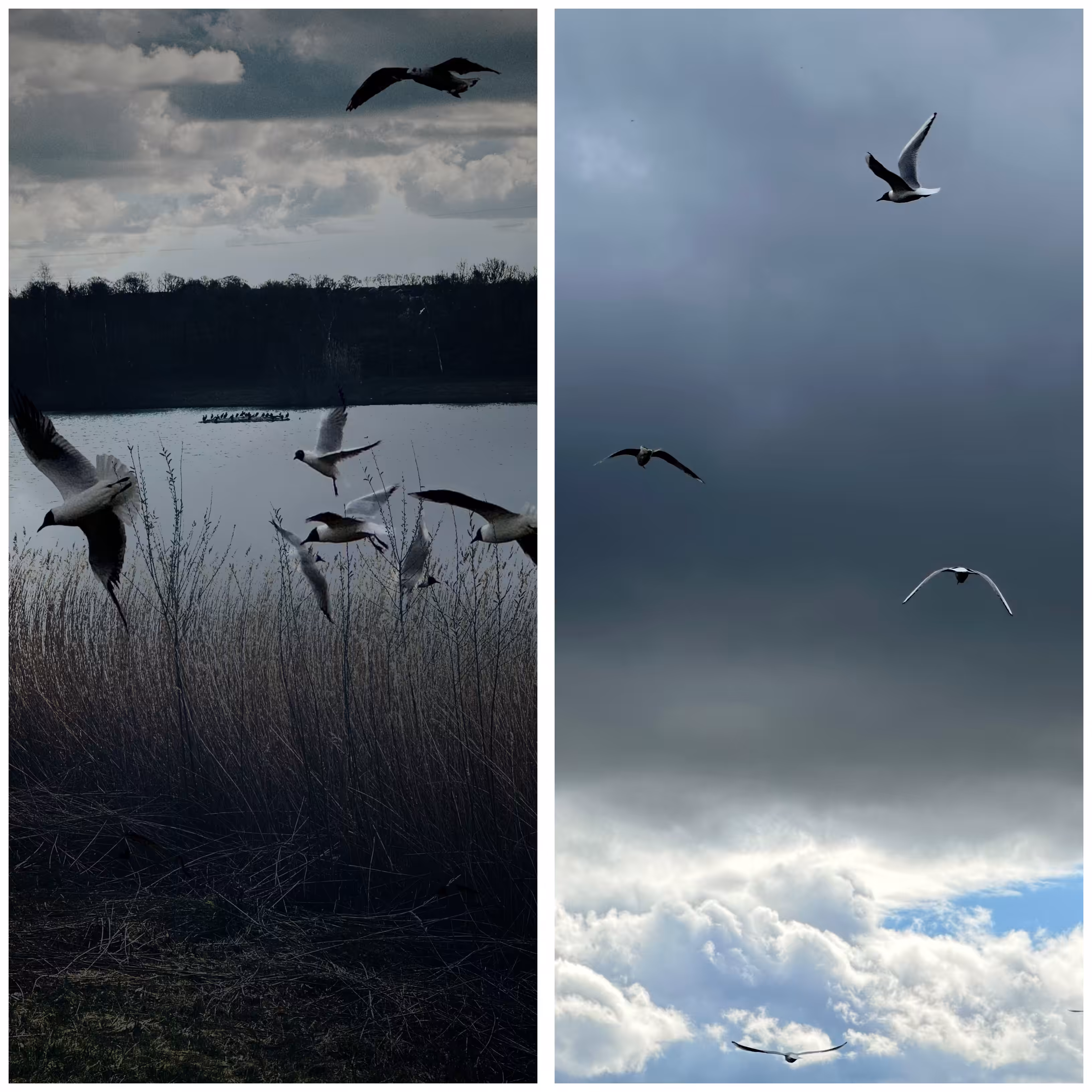 Duality ~ Wings in Motion