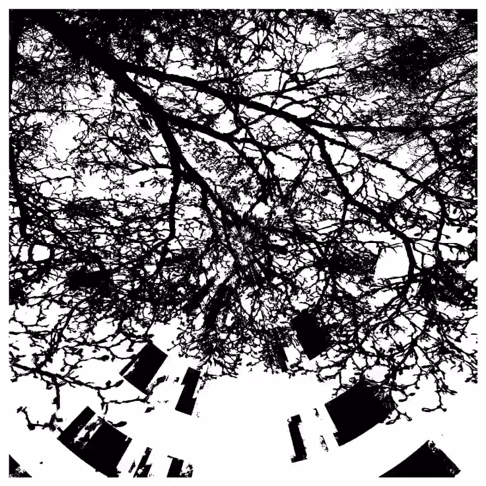 Time Branches