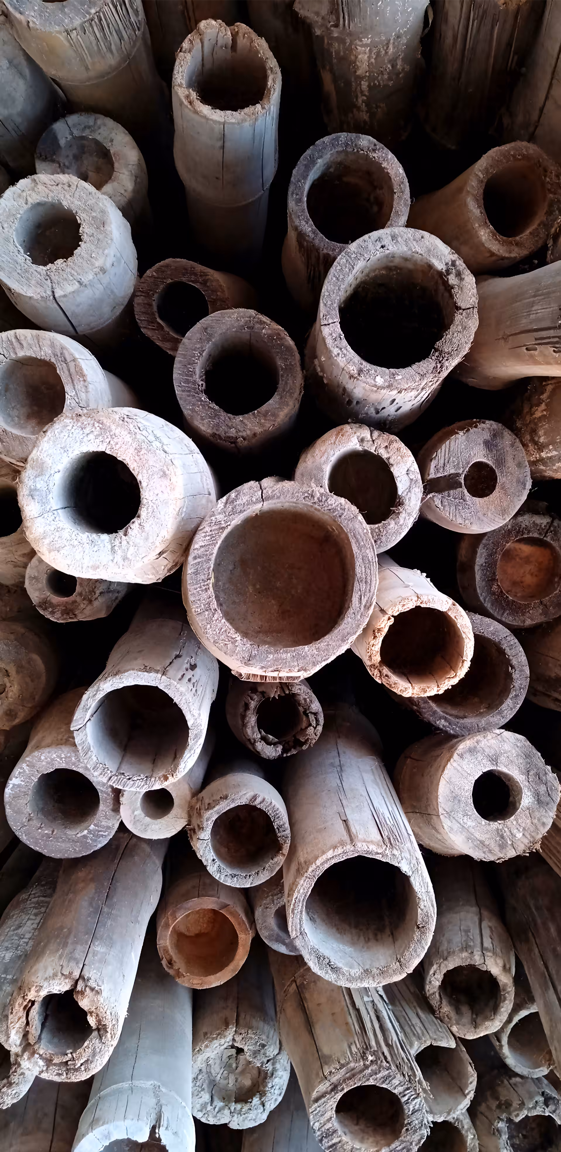 Bamboo Haven #18