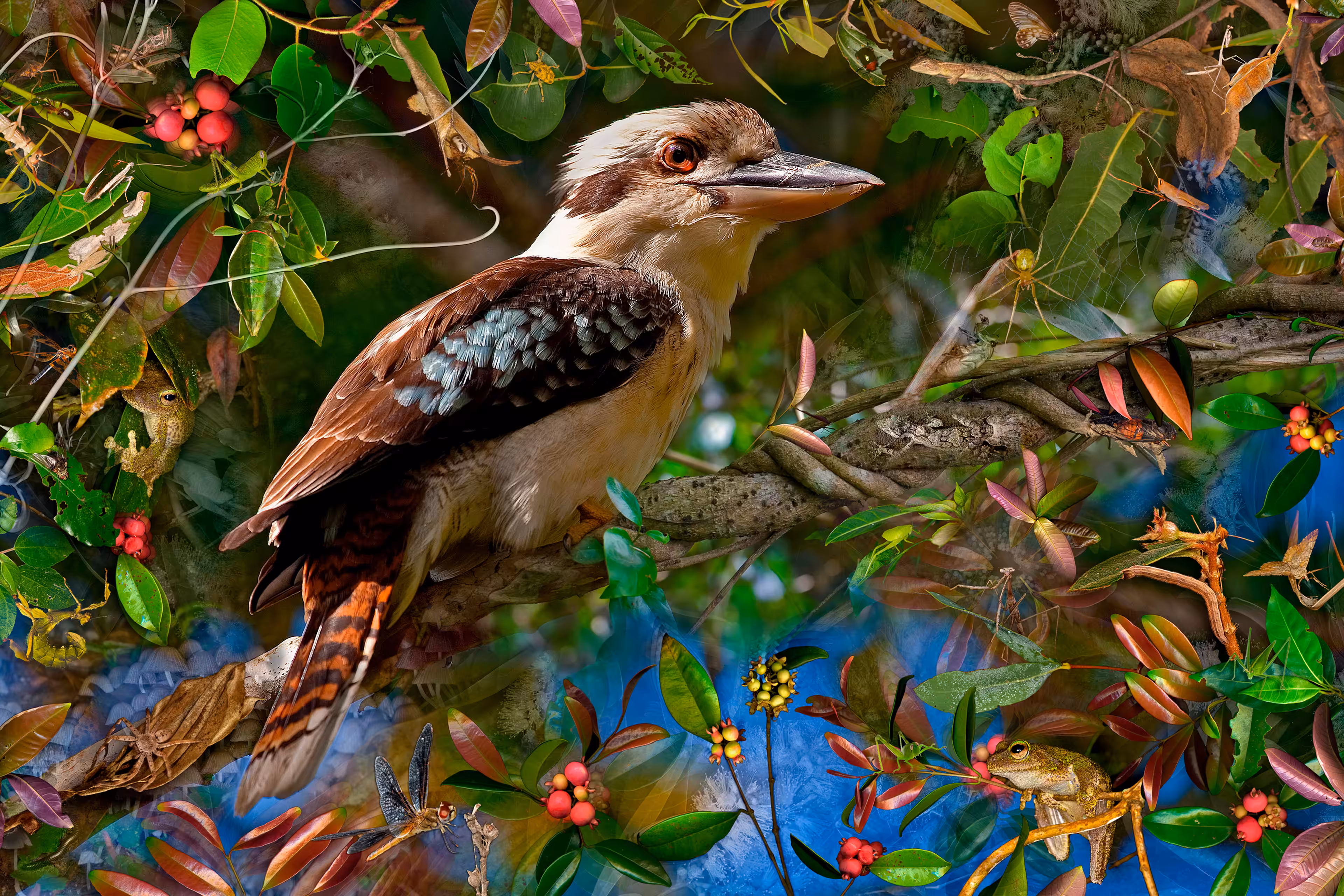 Kookaburra Delight