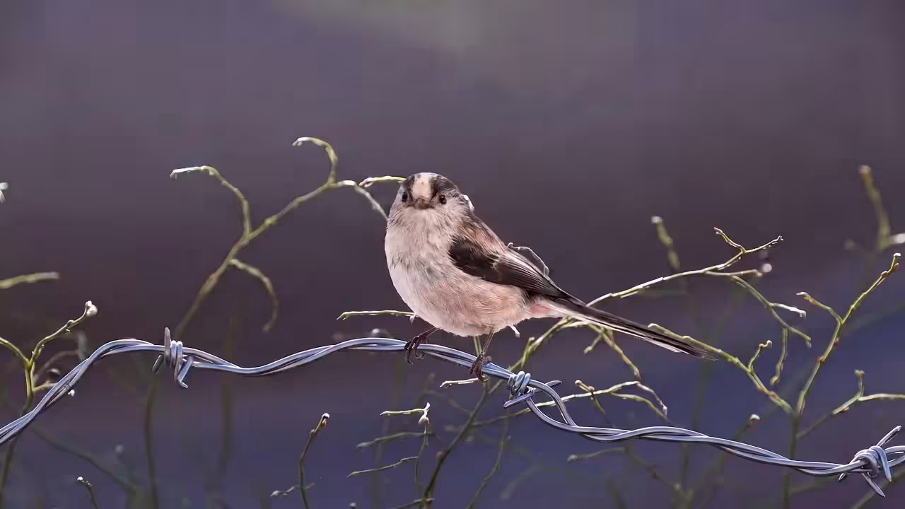 Birds Observations: Tassel, The Last Light