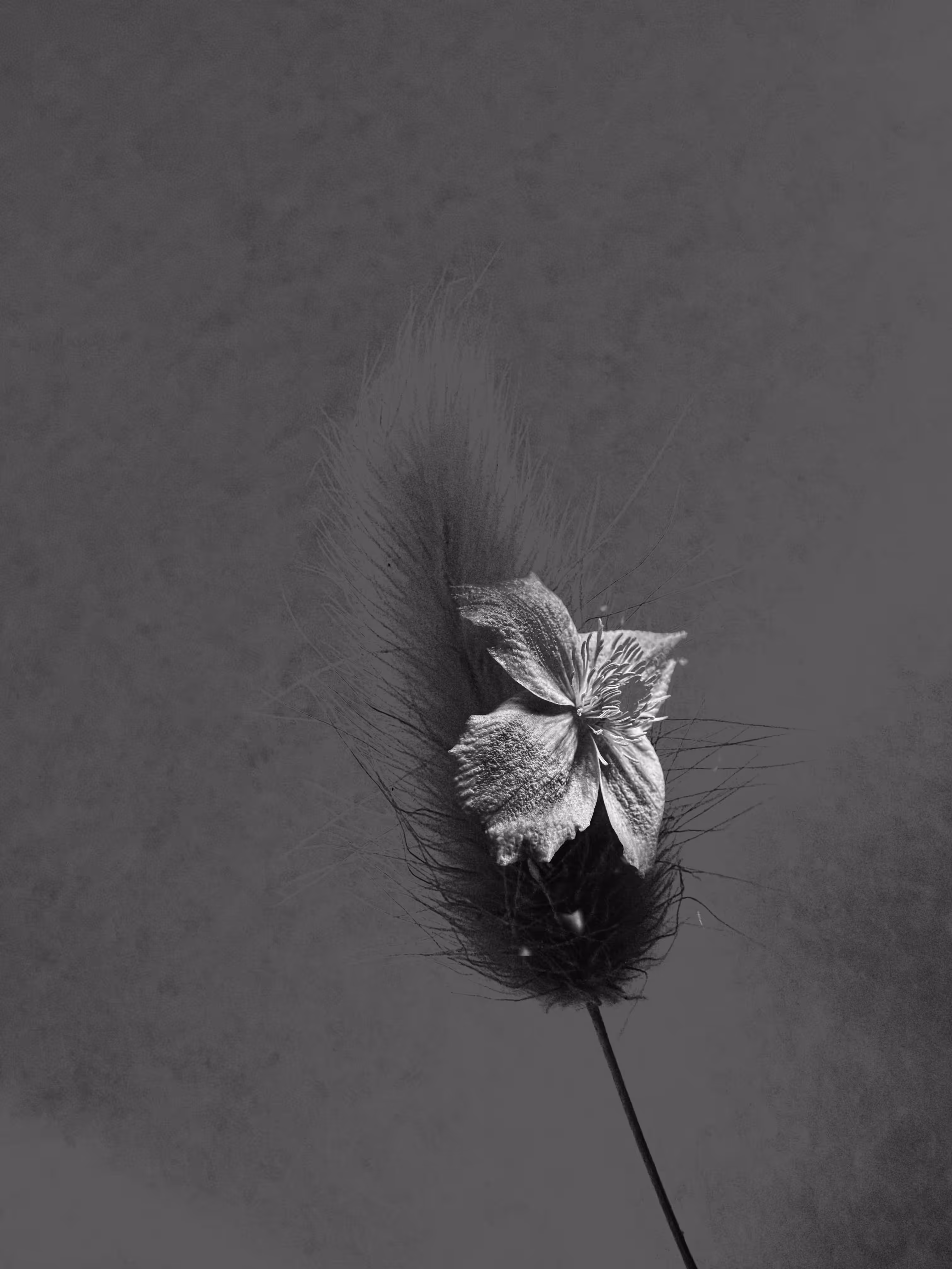 🖤Ghost of My Former Self: Clematis Montana Rubens
