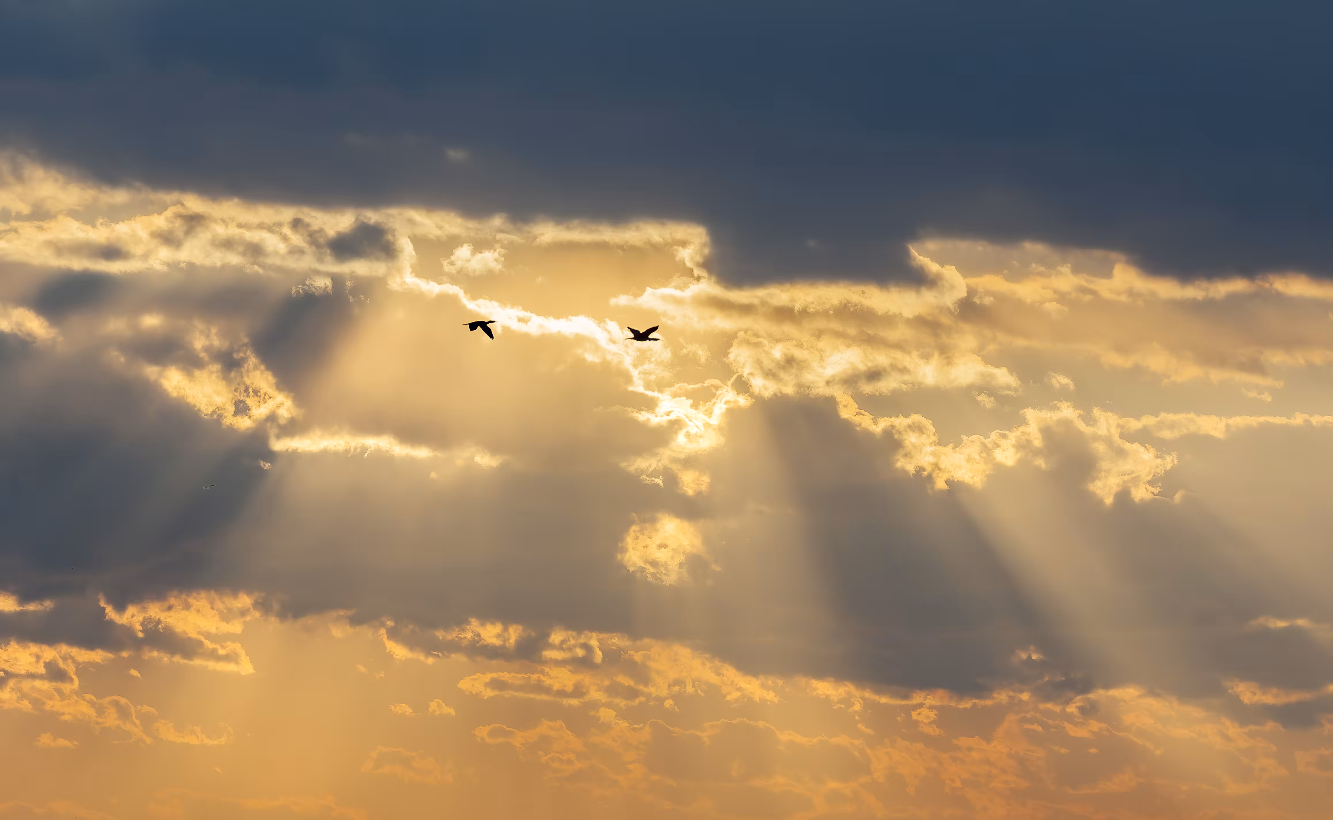Two Birds