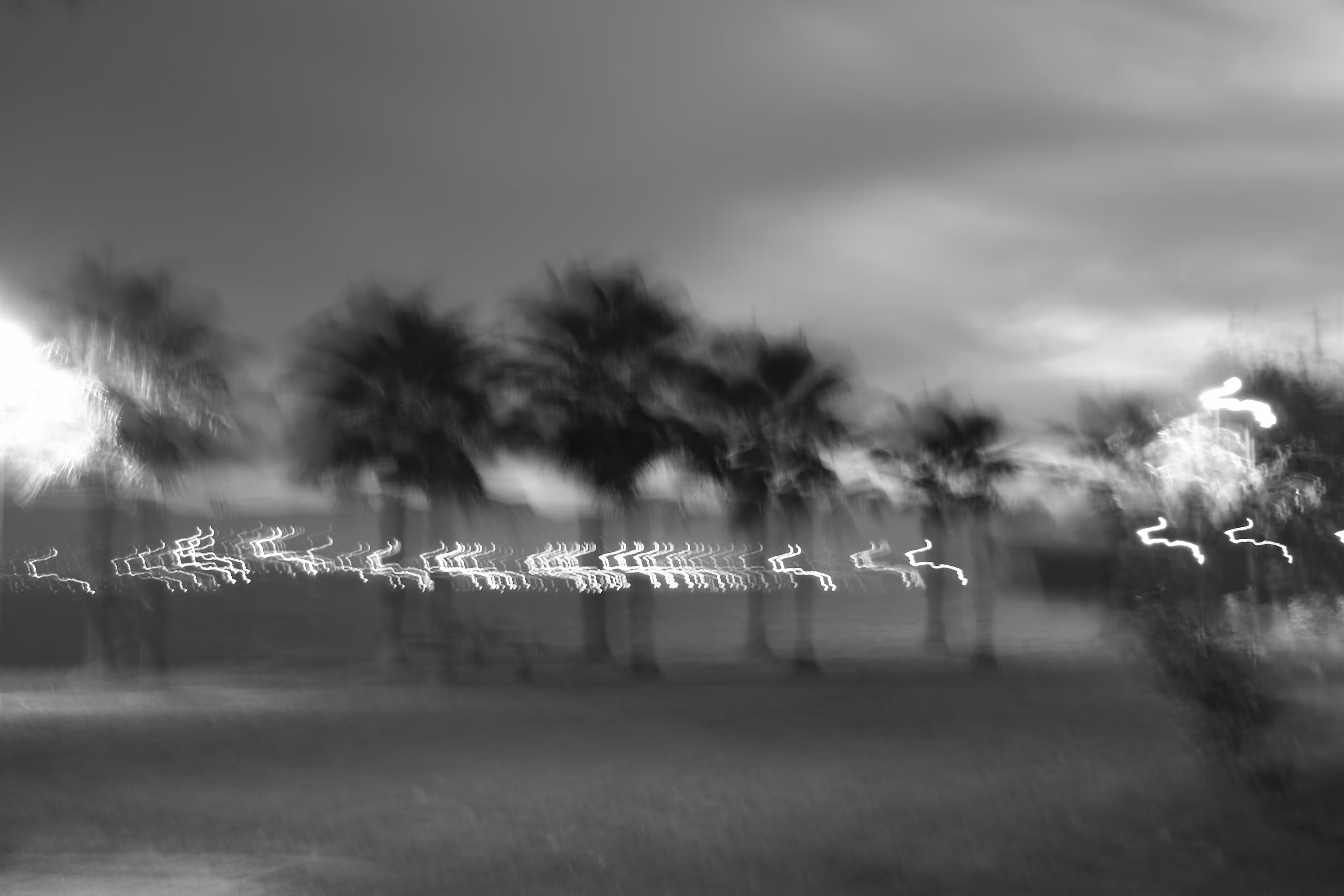 Palm Trees