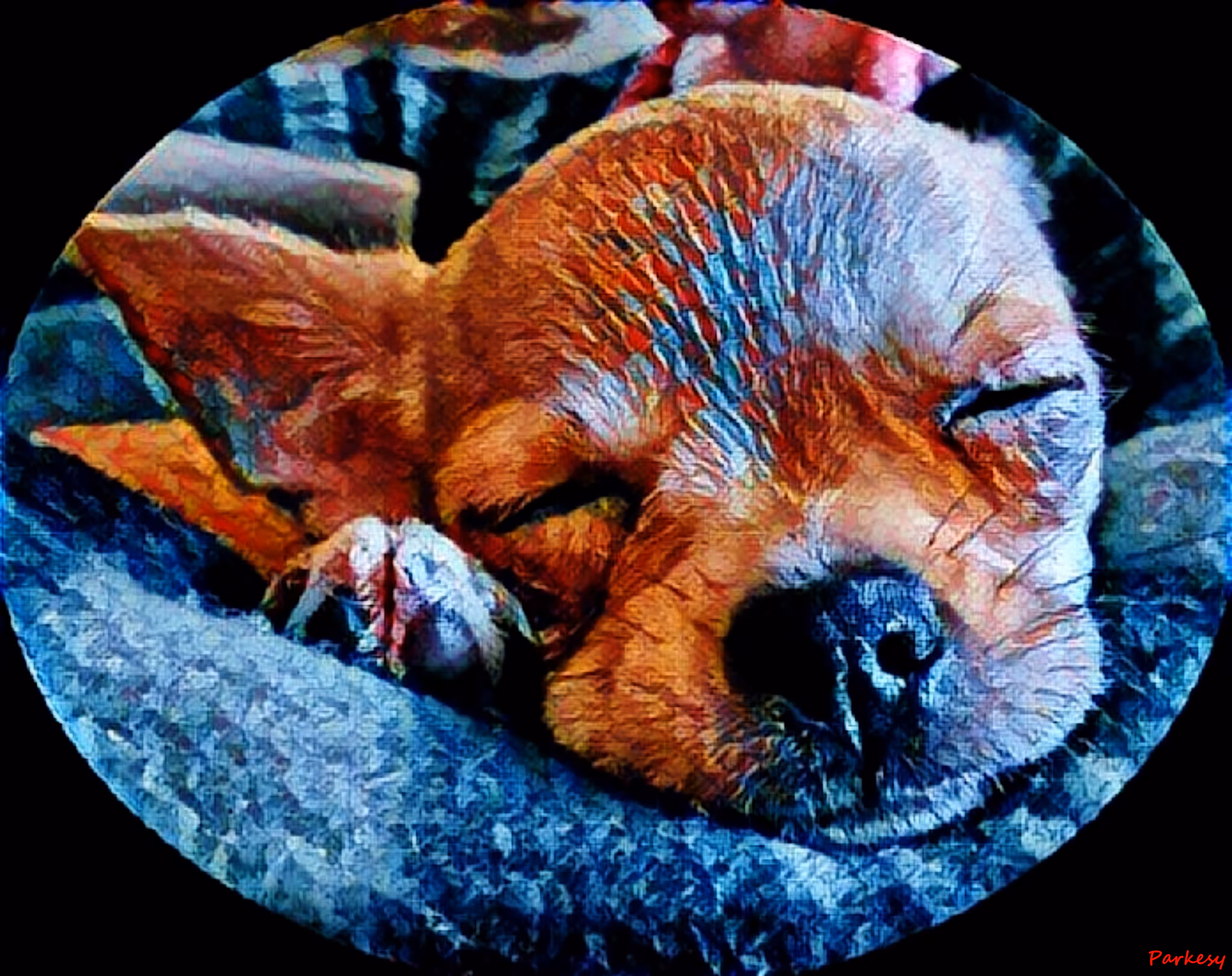 Sleeping Foxy