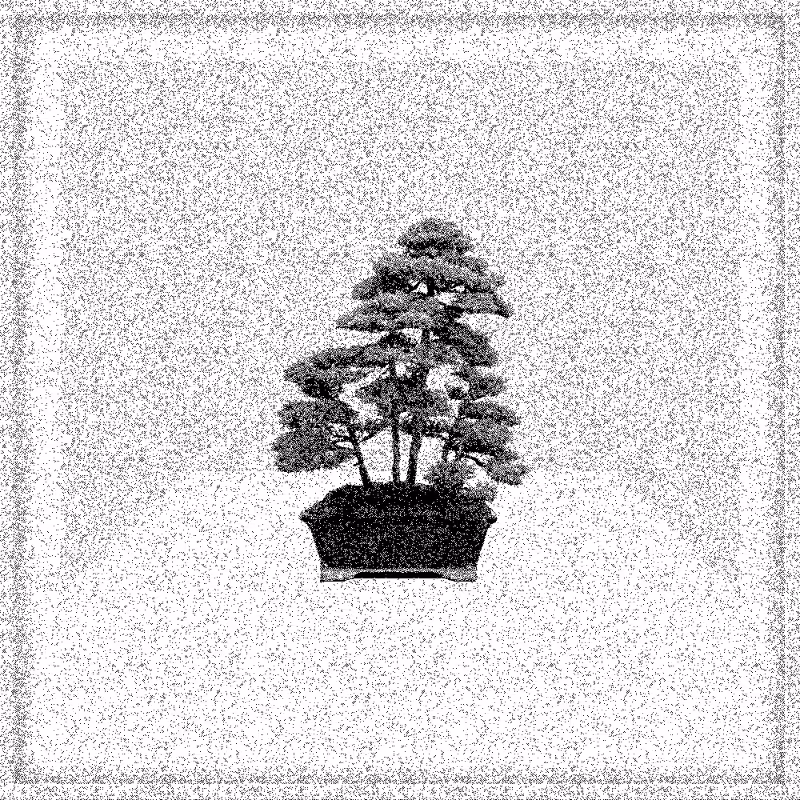 Bonsai Bonanza #408
