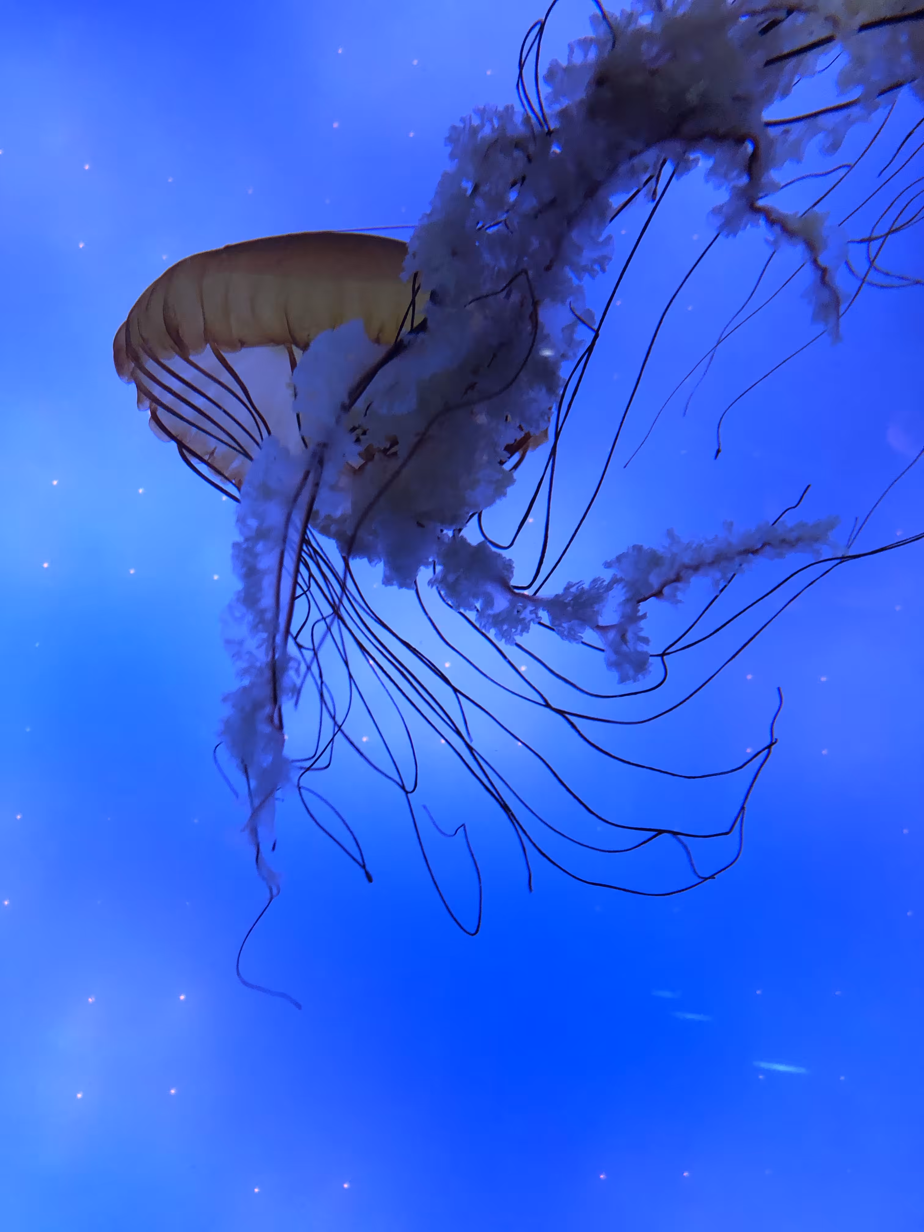 Blue Rhythm