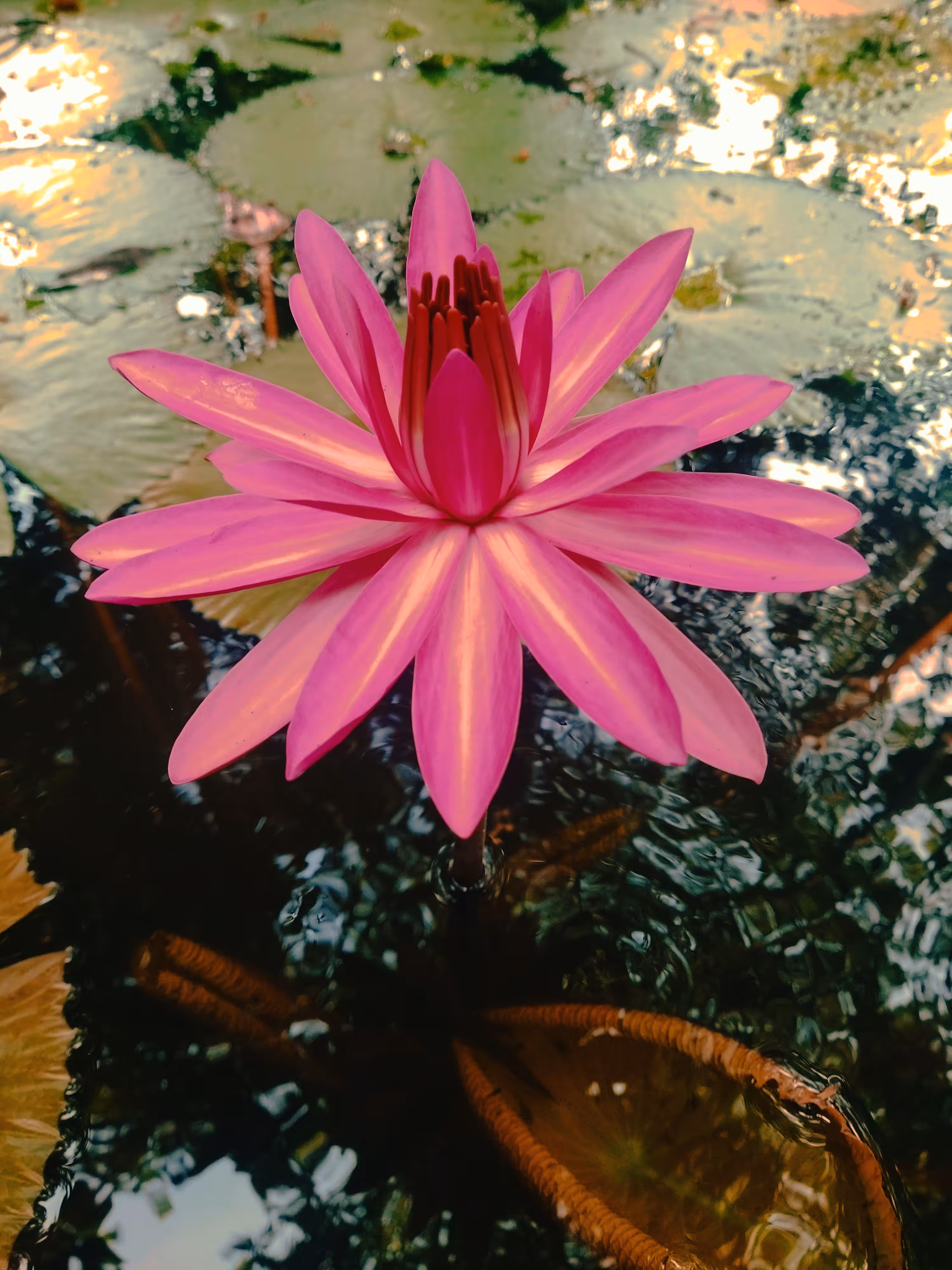 In Harmony It Blooms 