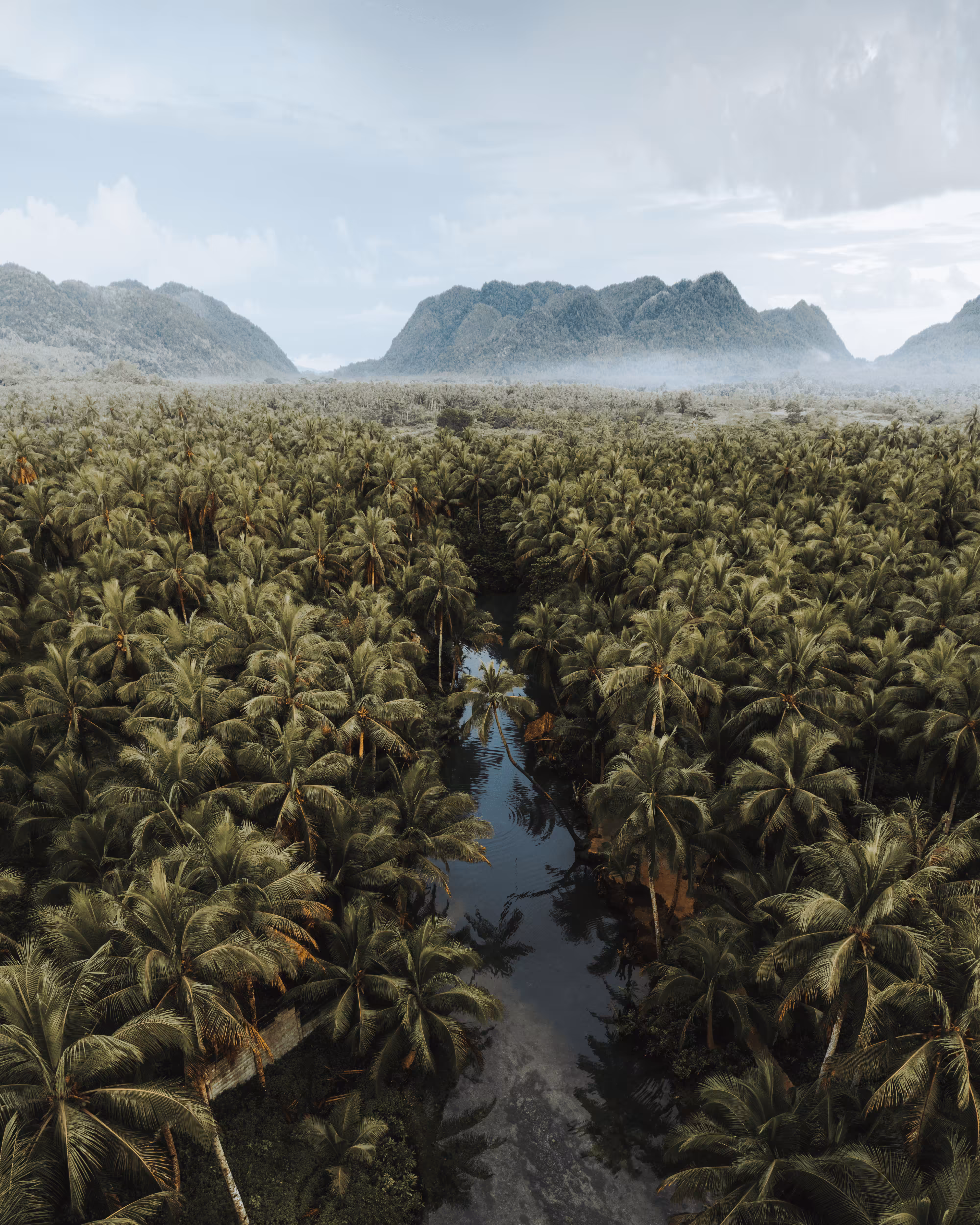 #32. Above The Palms