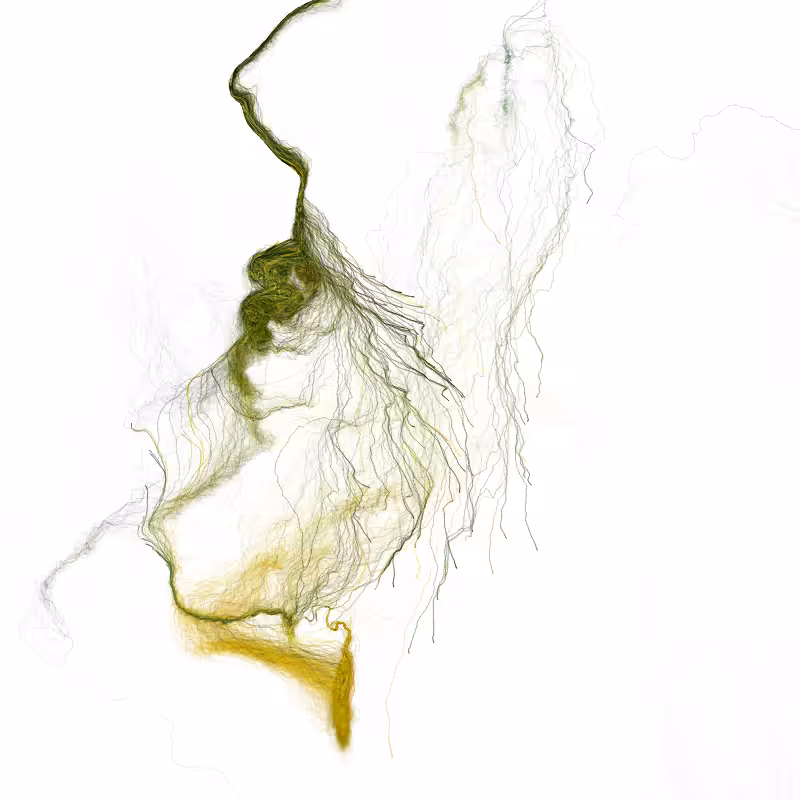 Hypericum #163