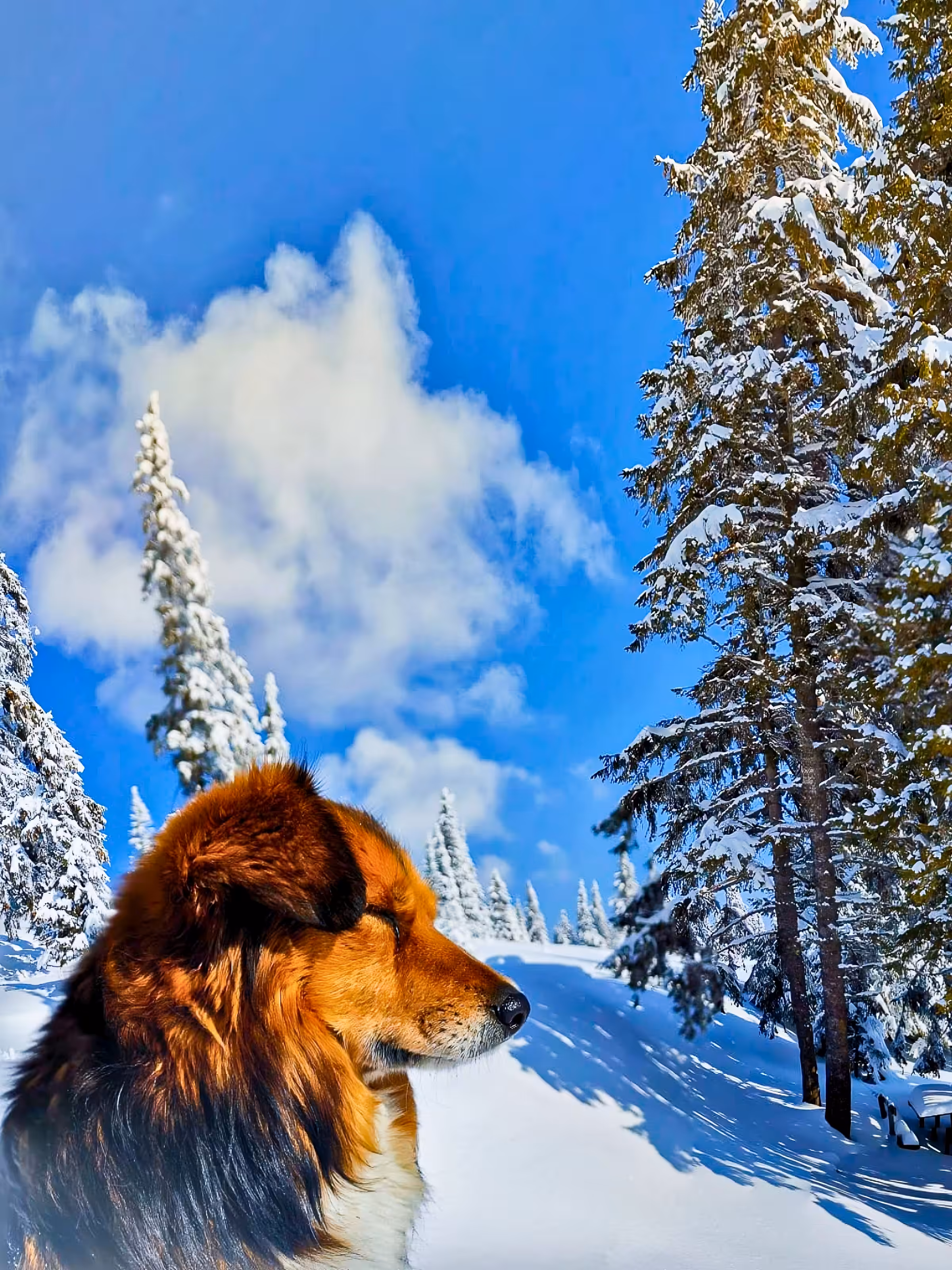 Man's Best Friend