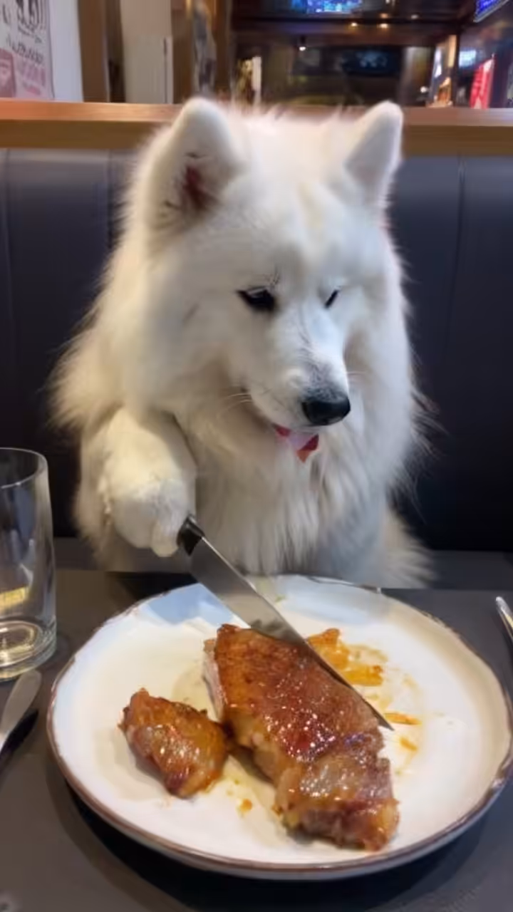 A dog cutting roast meat