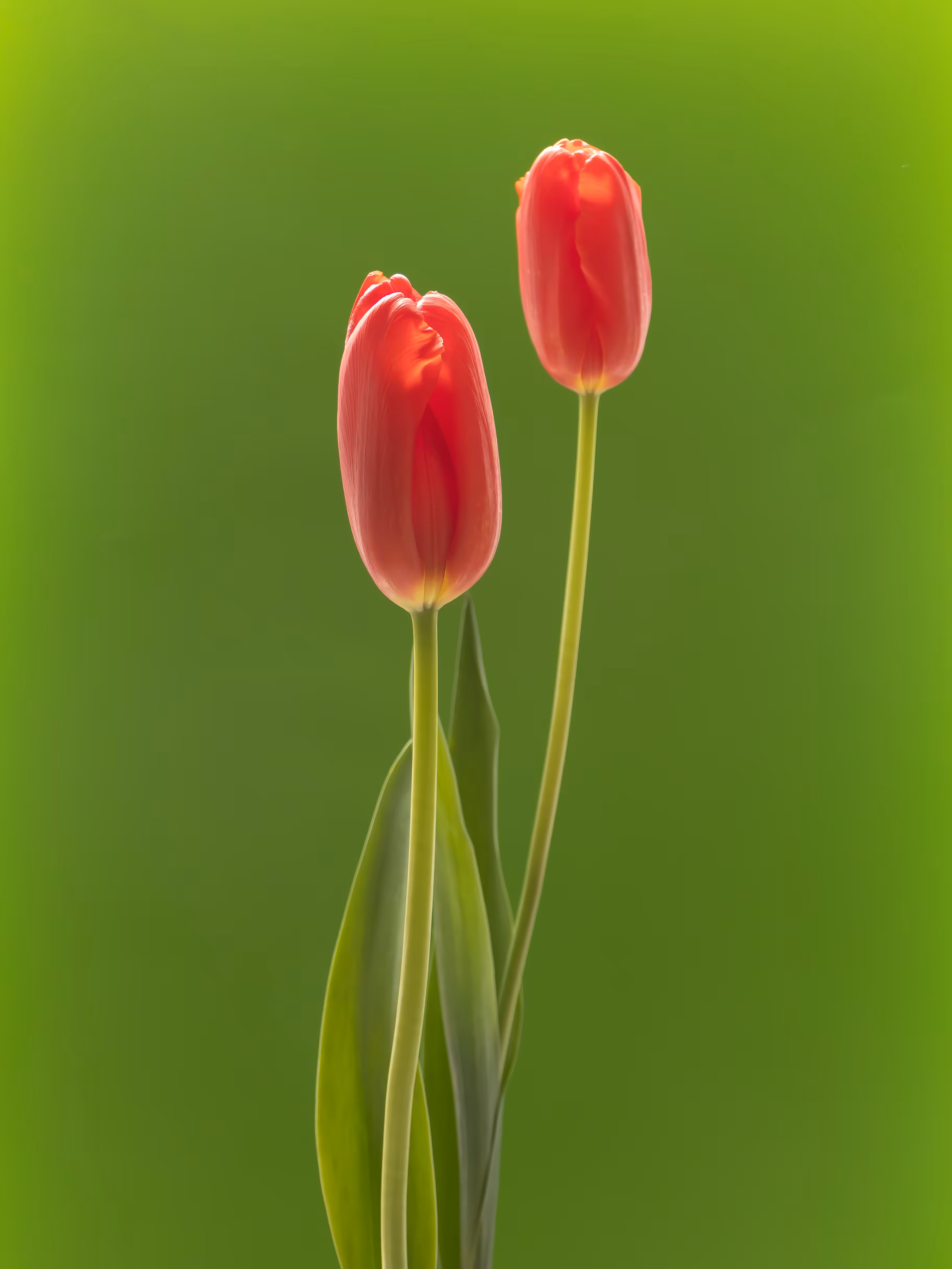 Tulip 1637 [3]