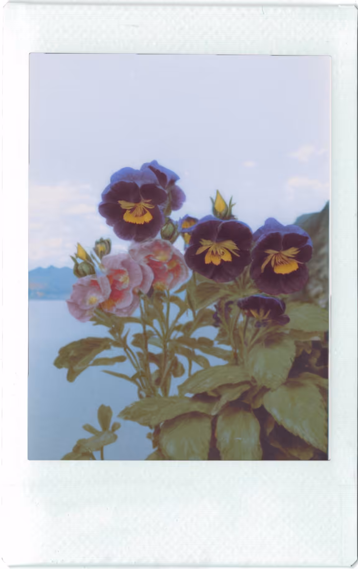 Pansy, Instant Photo (instax wide), 1999