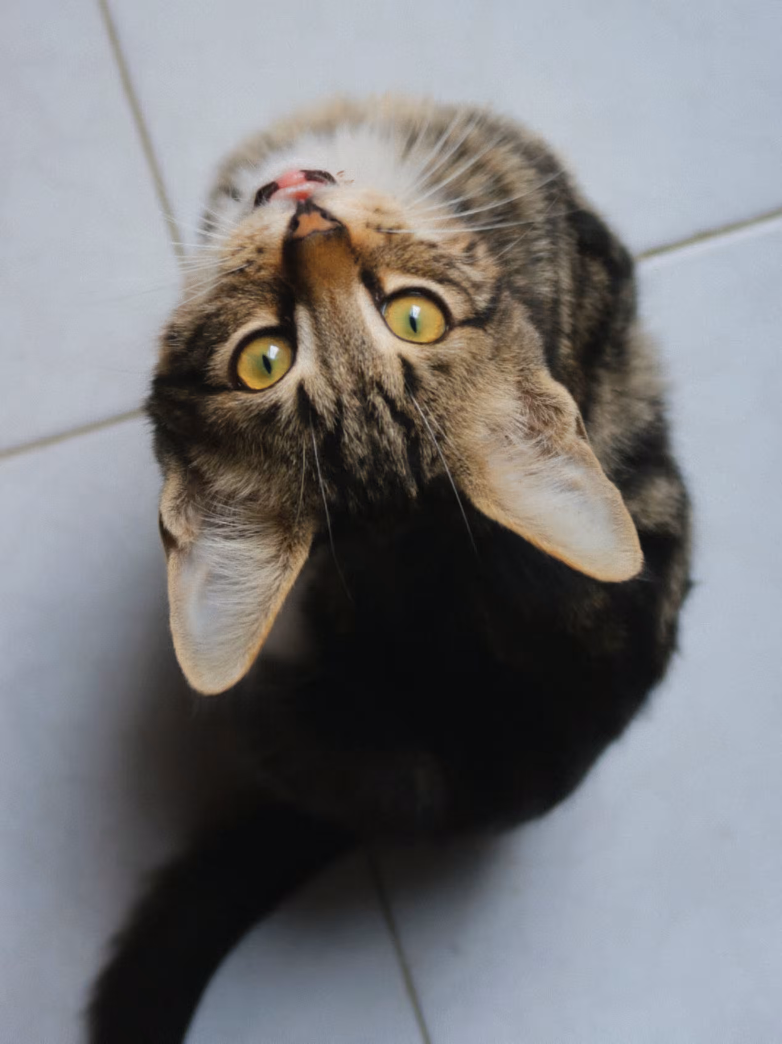 Eji