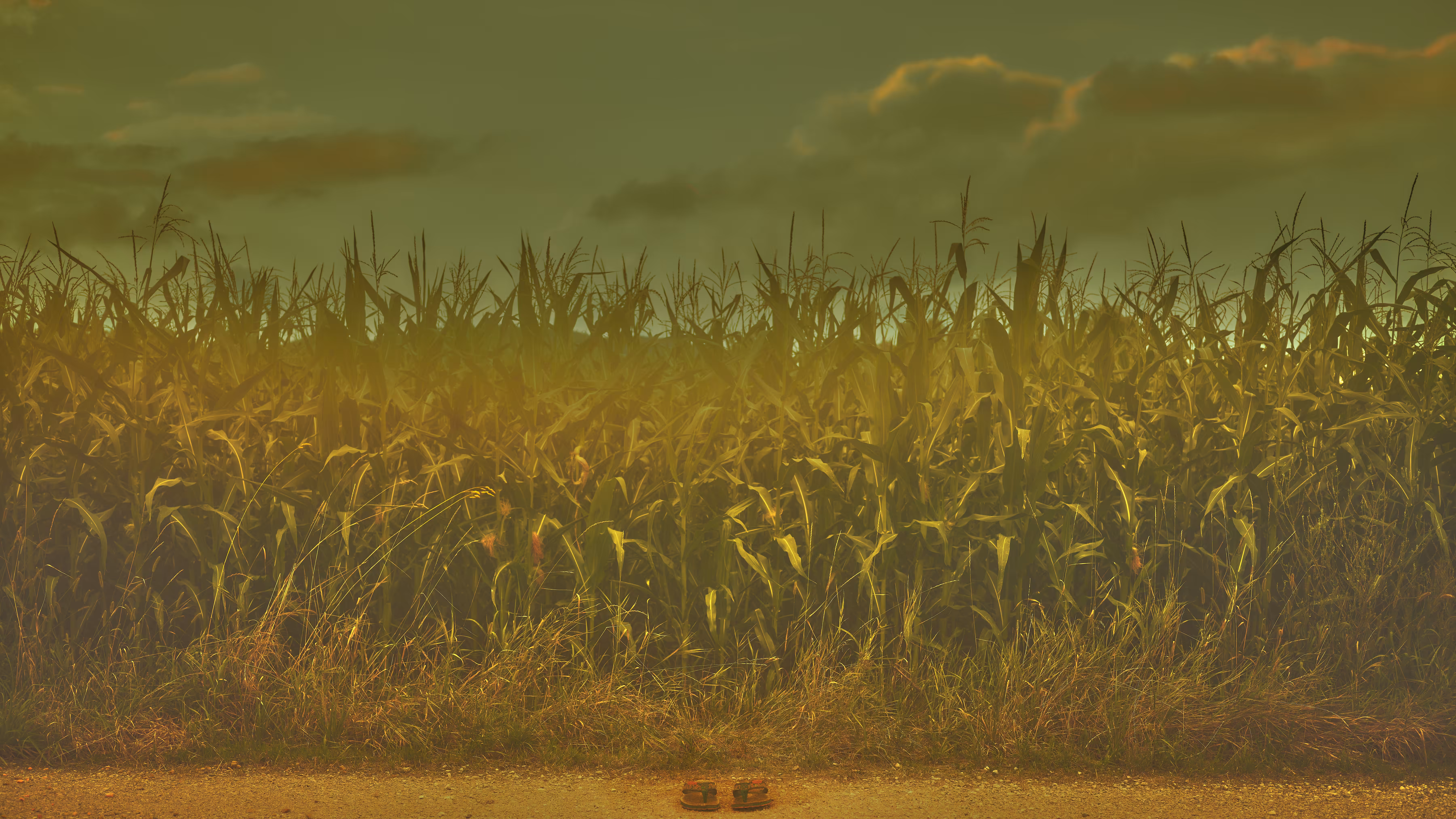 THE FIELDS
