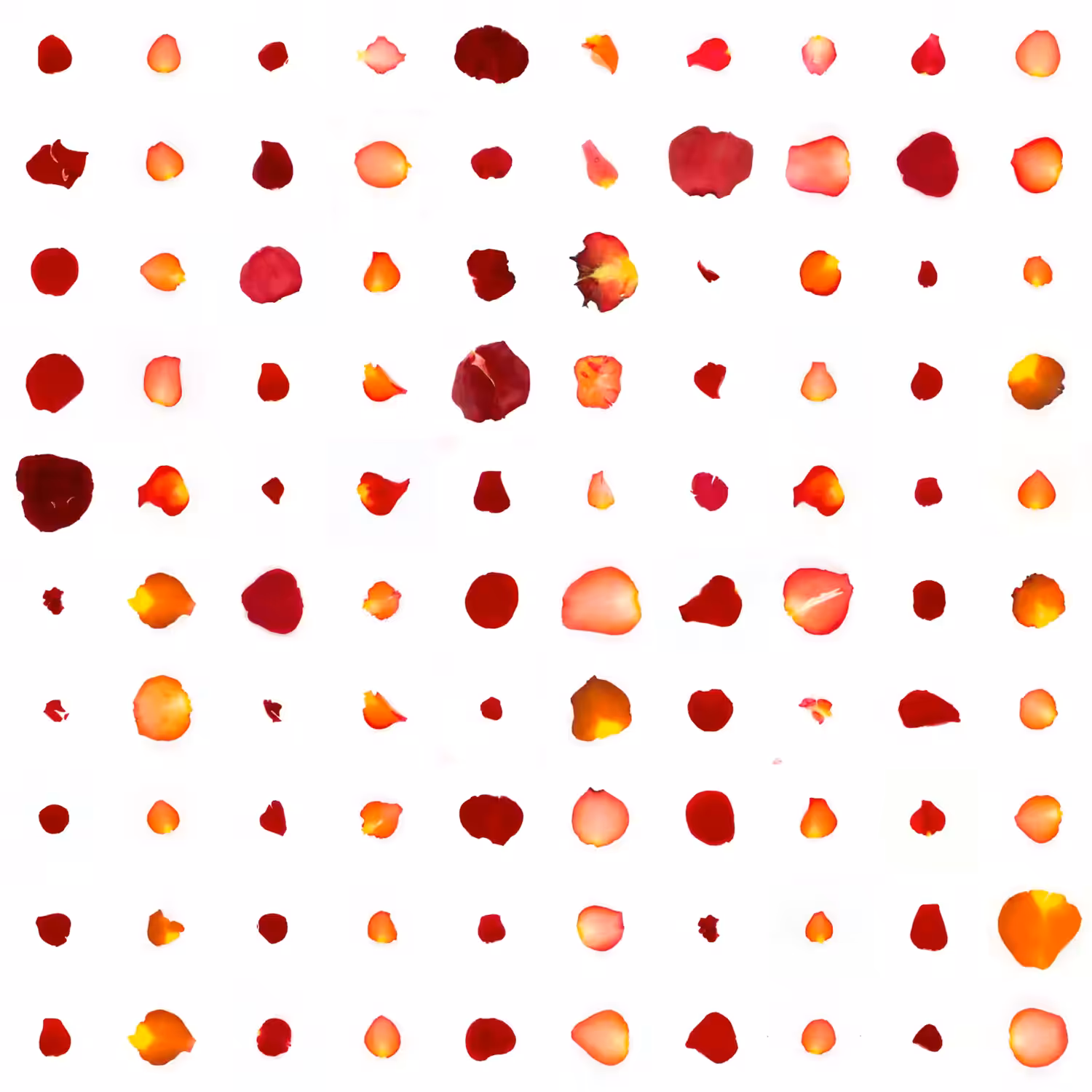 Infinite Petals 10x10#169