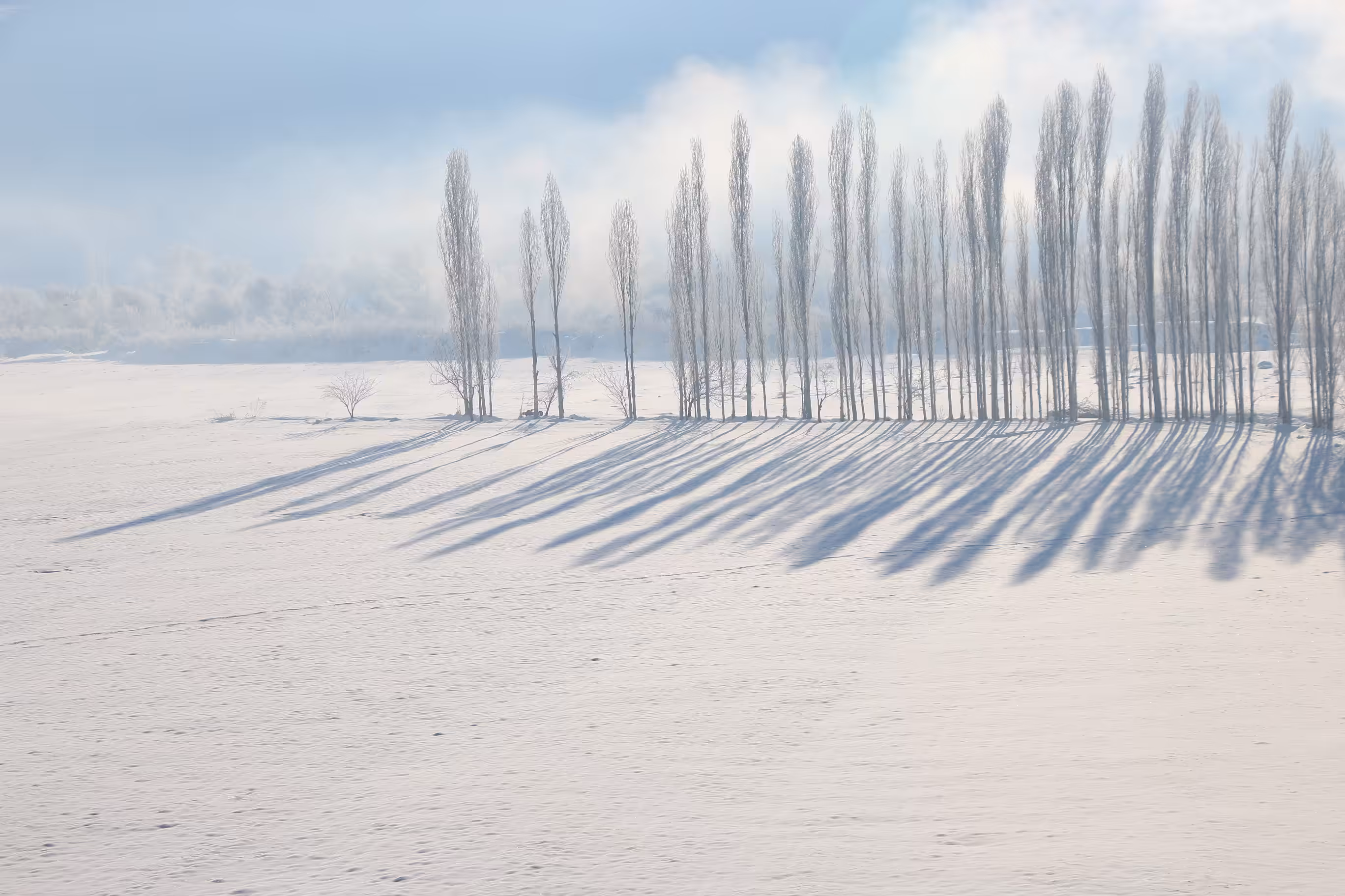 beautiful trees in the fog