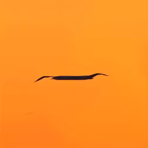 Flock #6