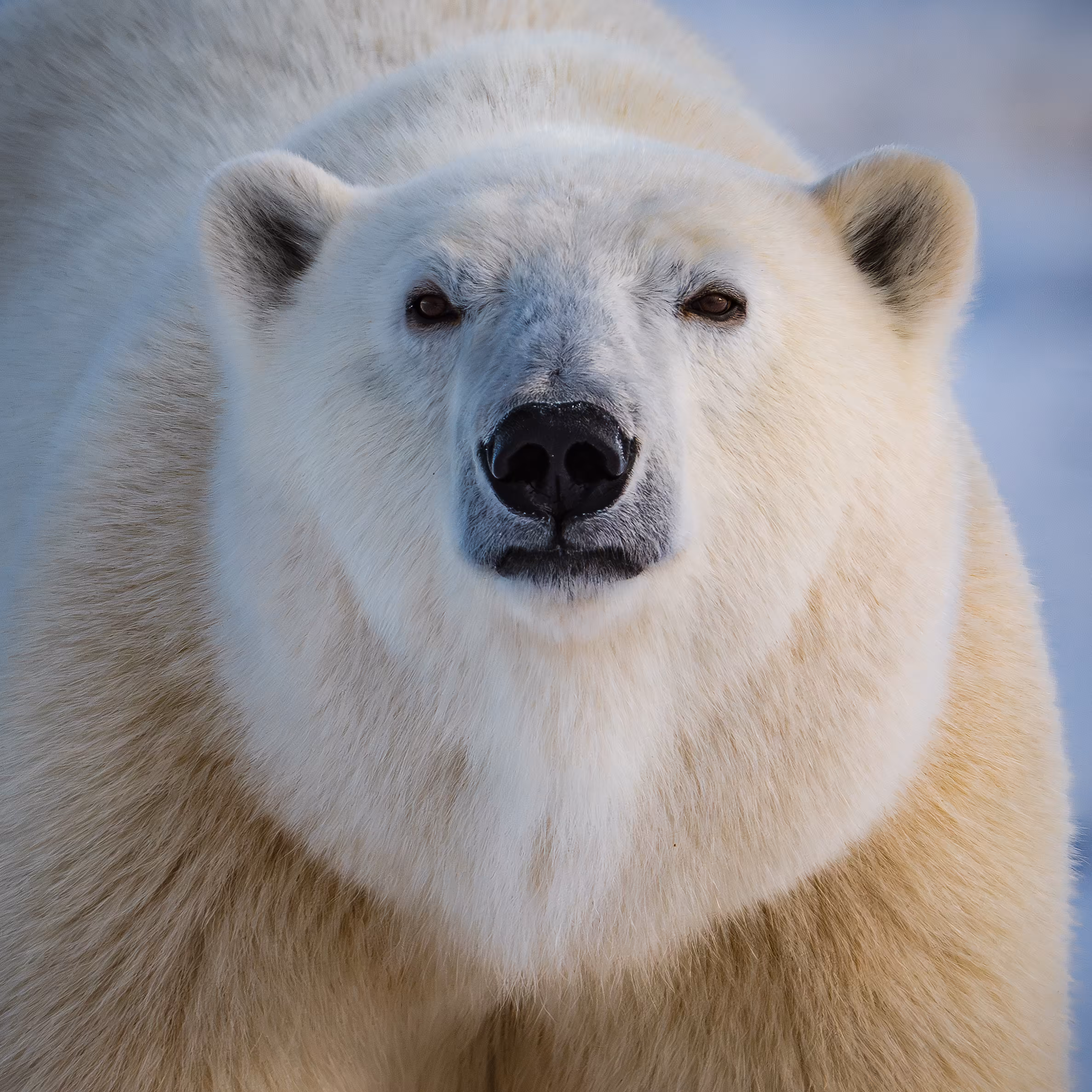Nanook
