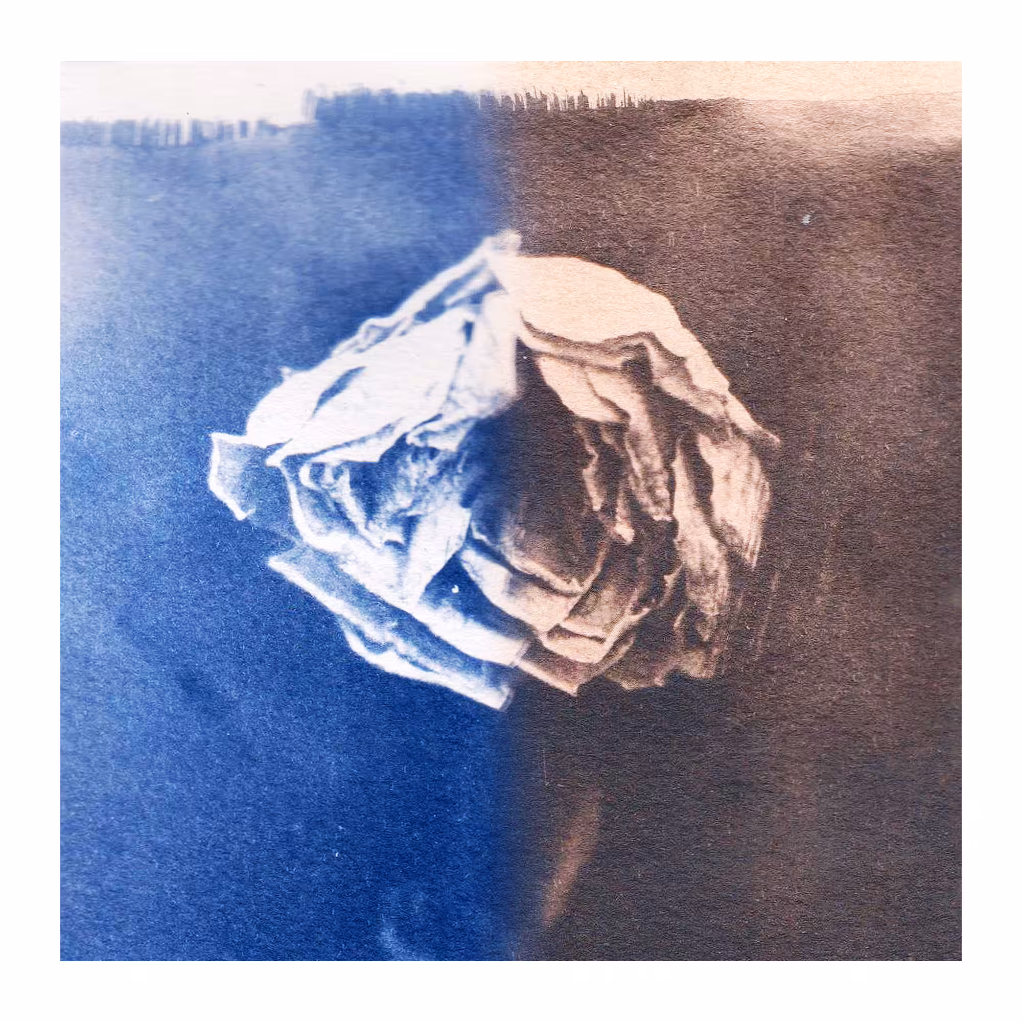 Rose Cyano