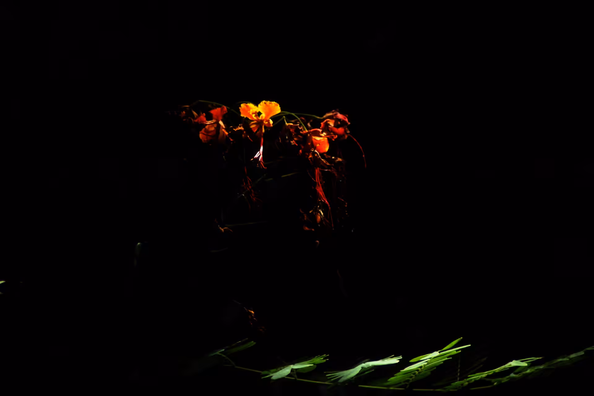 "Petit flamboyant"