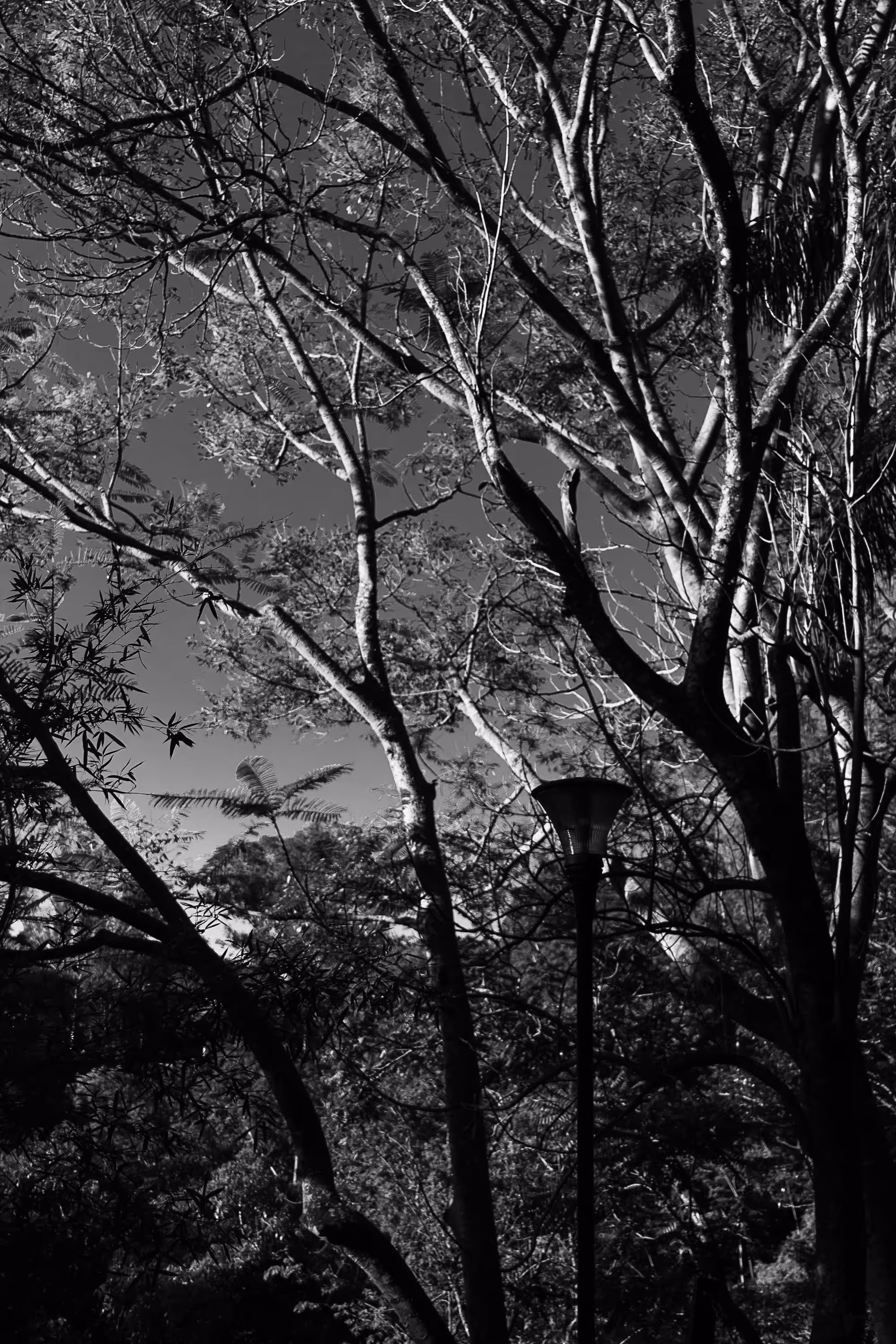 Nature #001